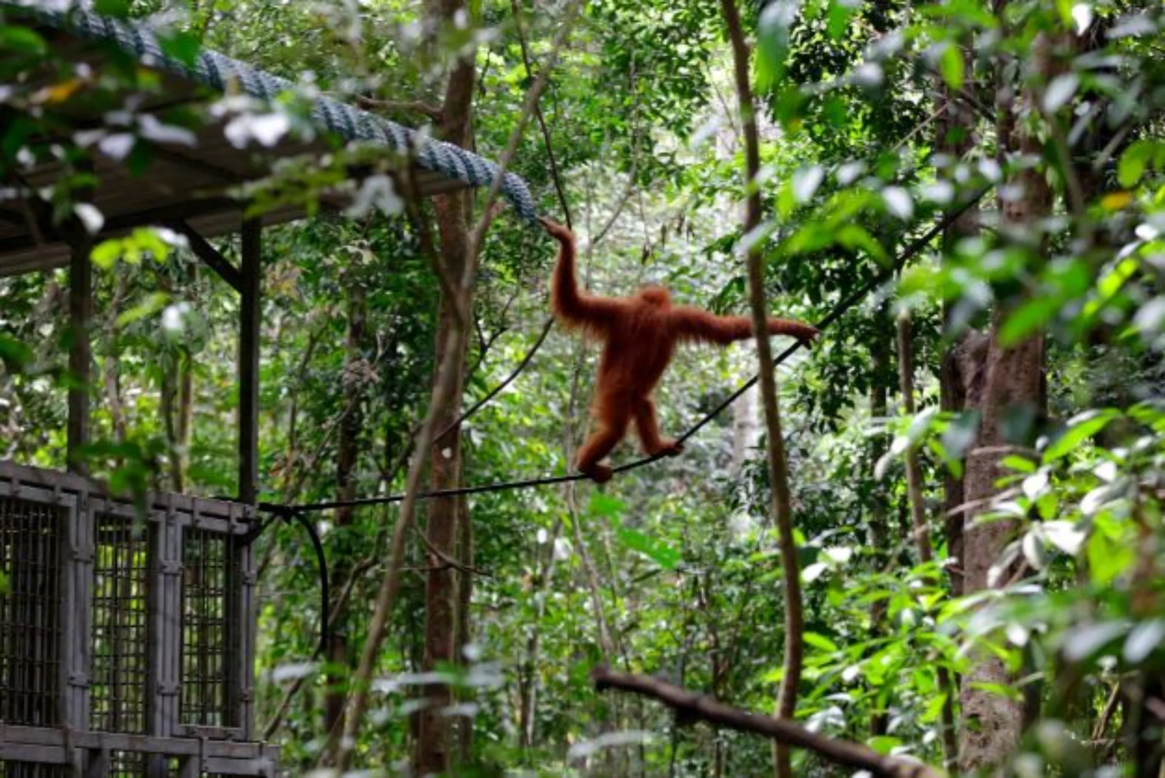 An orangutan of Sumatra hangs on a rope after it was released back into the wild by a Foundation for Sustainable Ecosystem and Nature Conservation Agency Aceh at the Jantho Nature Reserve reintroduction, in Aceh, Indonesia, February 13, 2020. Antara Foto/Irwansyah Putra/via REUTERS