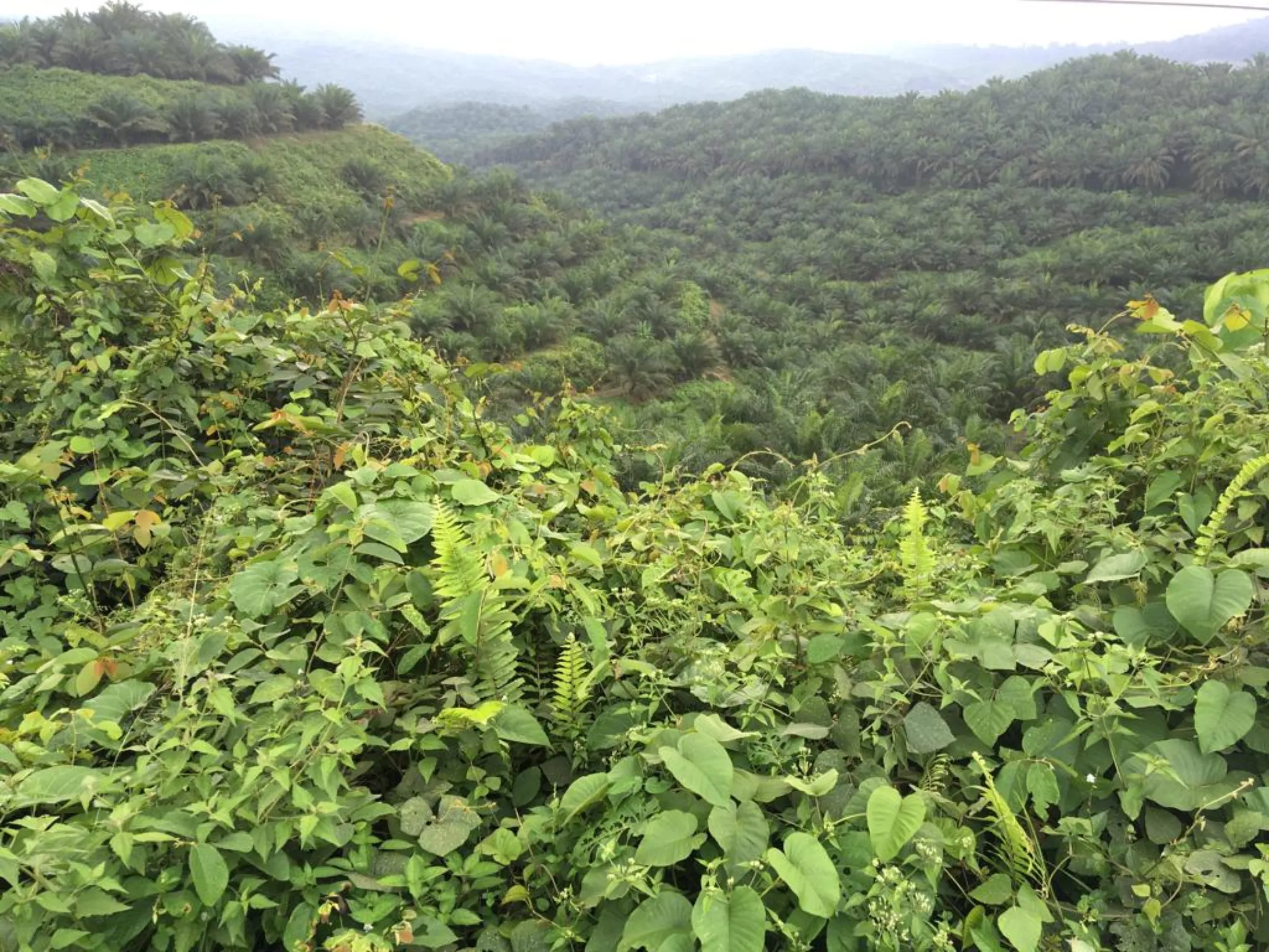 Oil palm plantations near Sandakan in Sabah, Malaysia