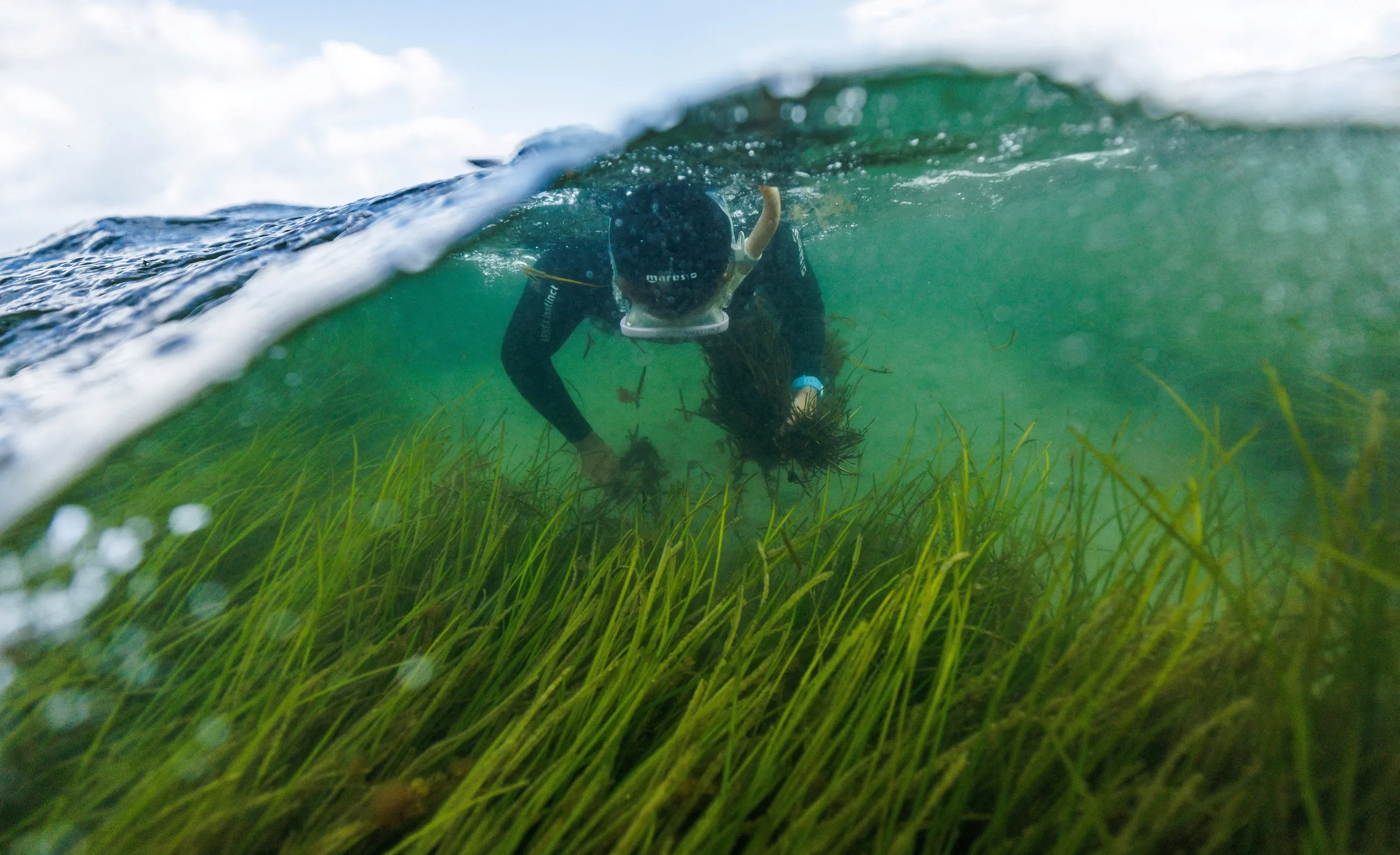 Marine Scientist picks flowering seagrass in Laboe, Germany July 10, 2023. REUTERS/Lisi Niesner