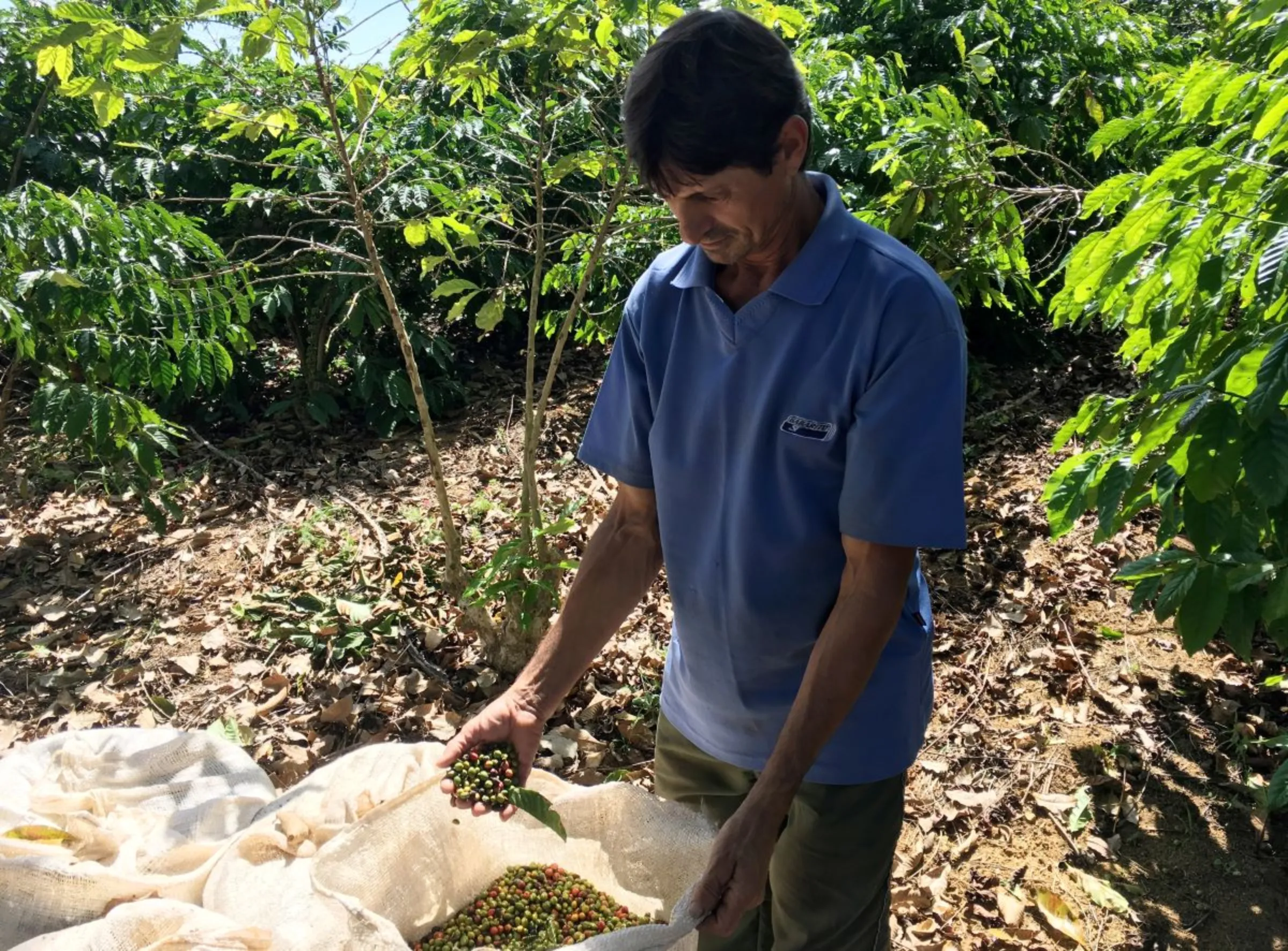 A Brazilian farmer examines recently harvested robusta coffee in Sao Gabriel da Palha, Espirito Santo state, Brazil May 2, 2018. REUTERS/Jose Roberto Gomes