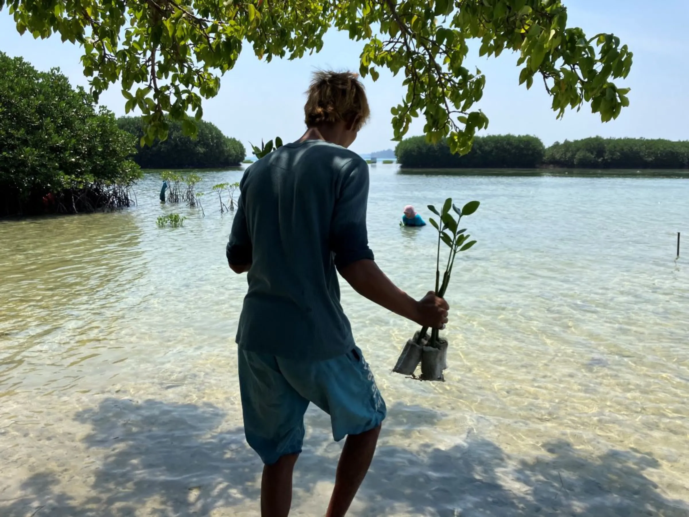 Mangroves seedlings at a planting project along the coastal areas of Harapan island, north of Jakarta, Indonesia on August 10, 2023