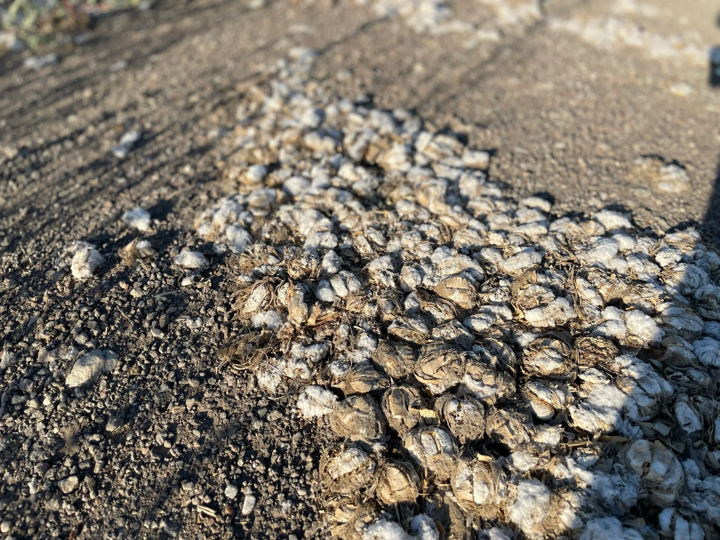 Destroyed cotton crop is trampled in the mud after Storm Daniel hit Sotirio, Larissa, Greece. July 29 2024. Thomson Reuters Foundation/Beatrice Tridimas