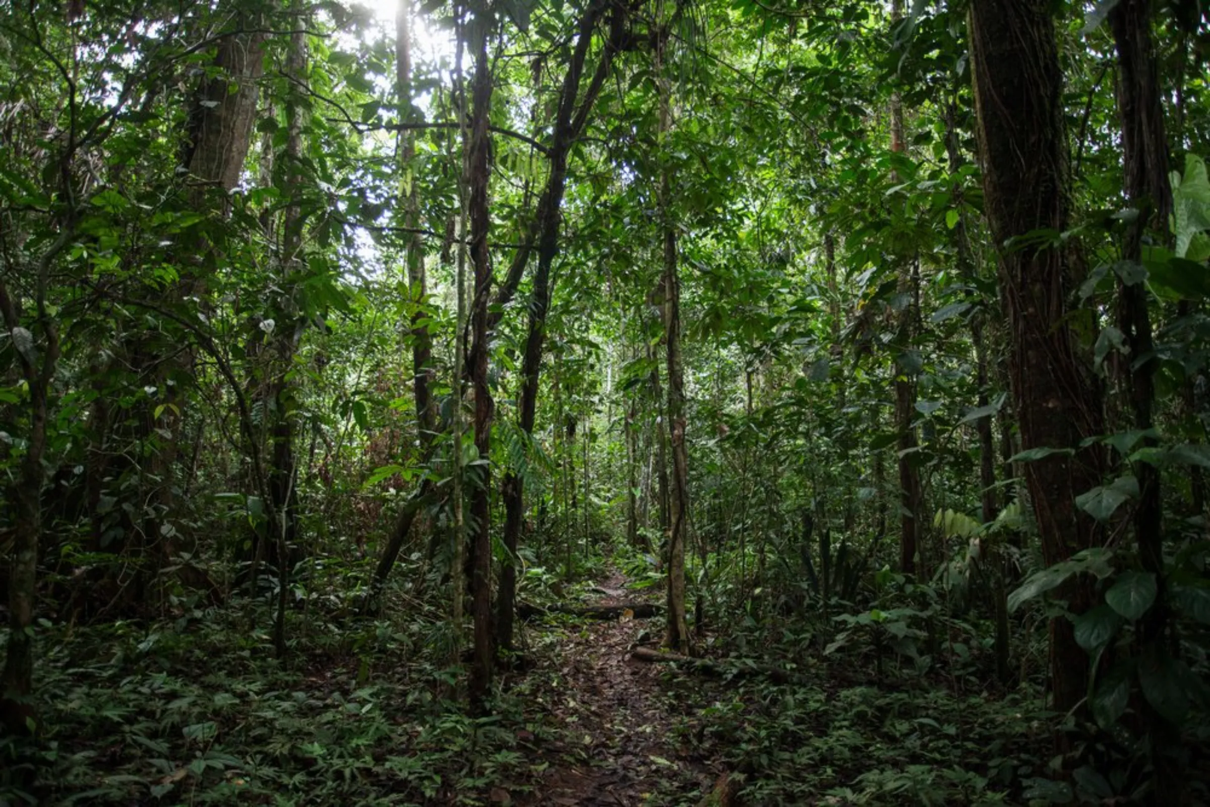 A path used by the indigenous Pastaza Waorani people in Ecuador’s Pastaza province, winds through the Amazon rainforest, April 25, 2022