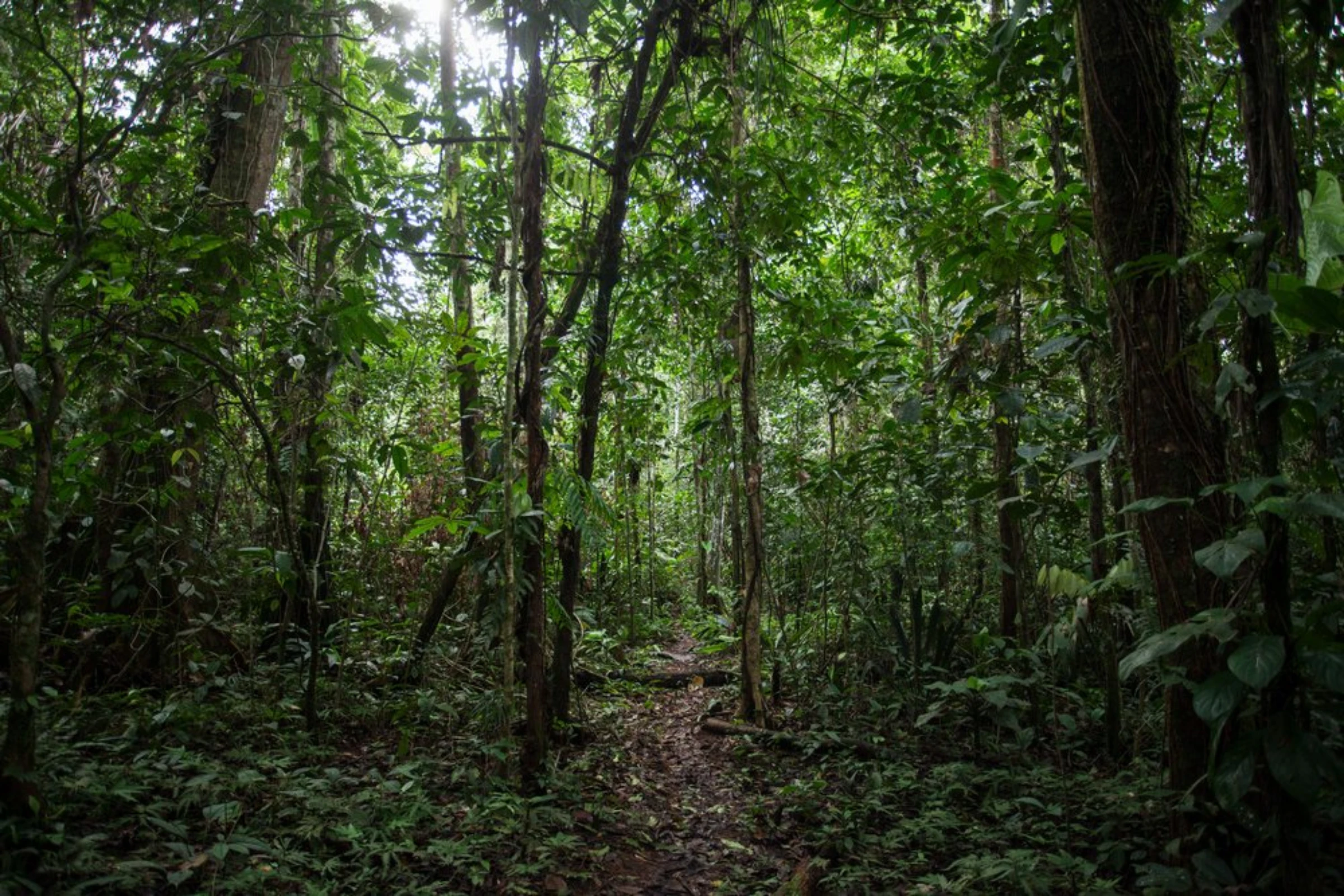 A path used by the indigenous Pastaza Waorani people in Ecuador’s Pastaza province, winds through the Amazon rainforest, April 25, 2022