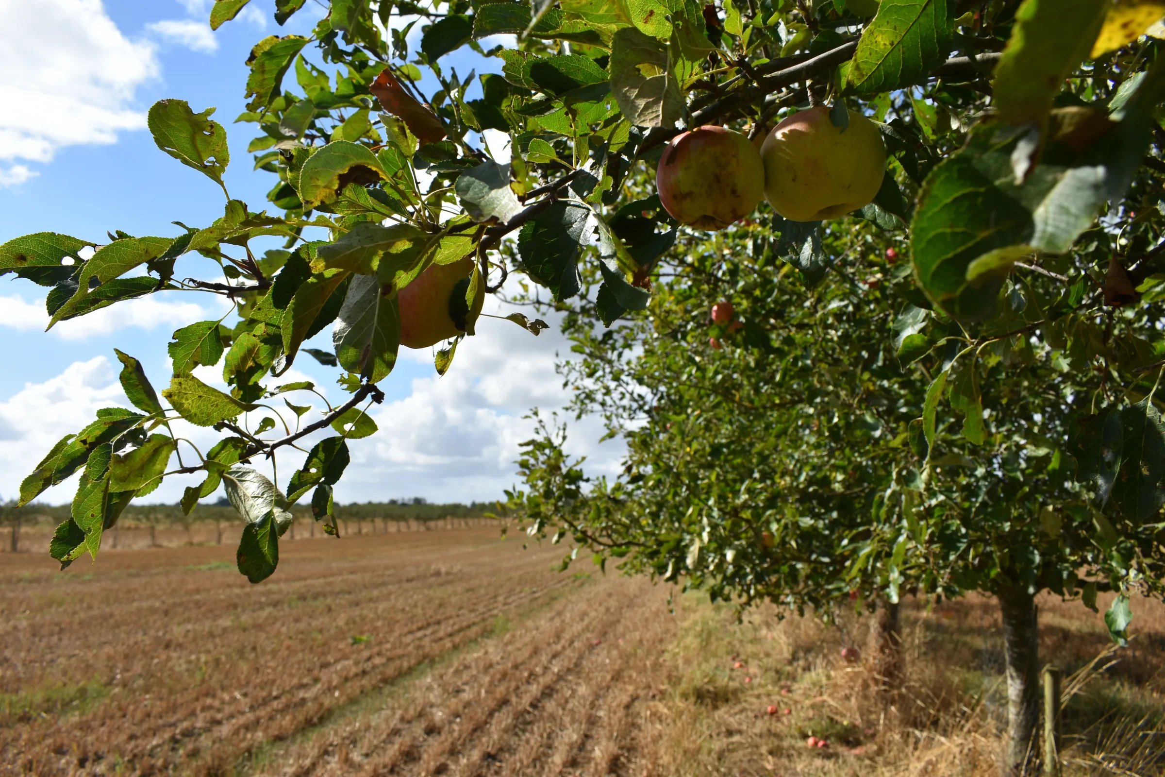 Stephen Briggs sows wildflowers and legumes under his apple trees to attract and support pollinating species and biodiversity at his farm, near Peterborough, east England, September 7, 2022. Thomson Reuters Foundation/Rachel Parsons