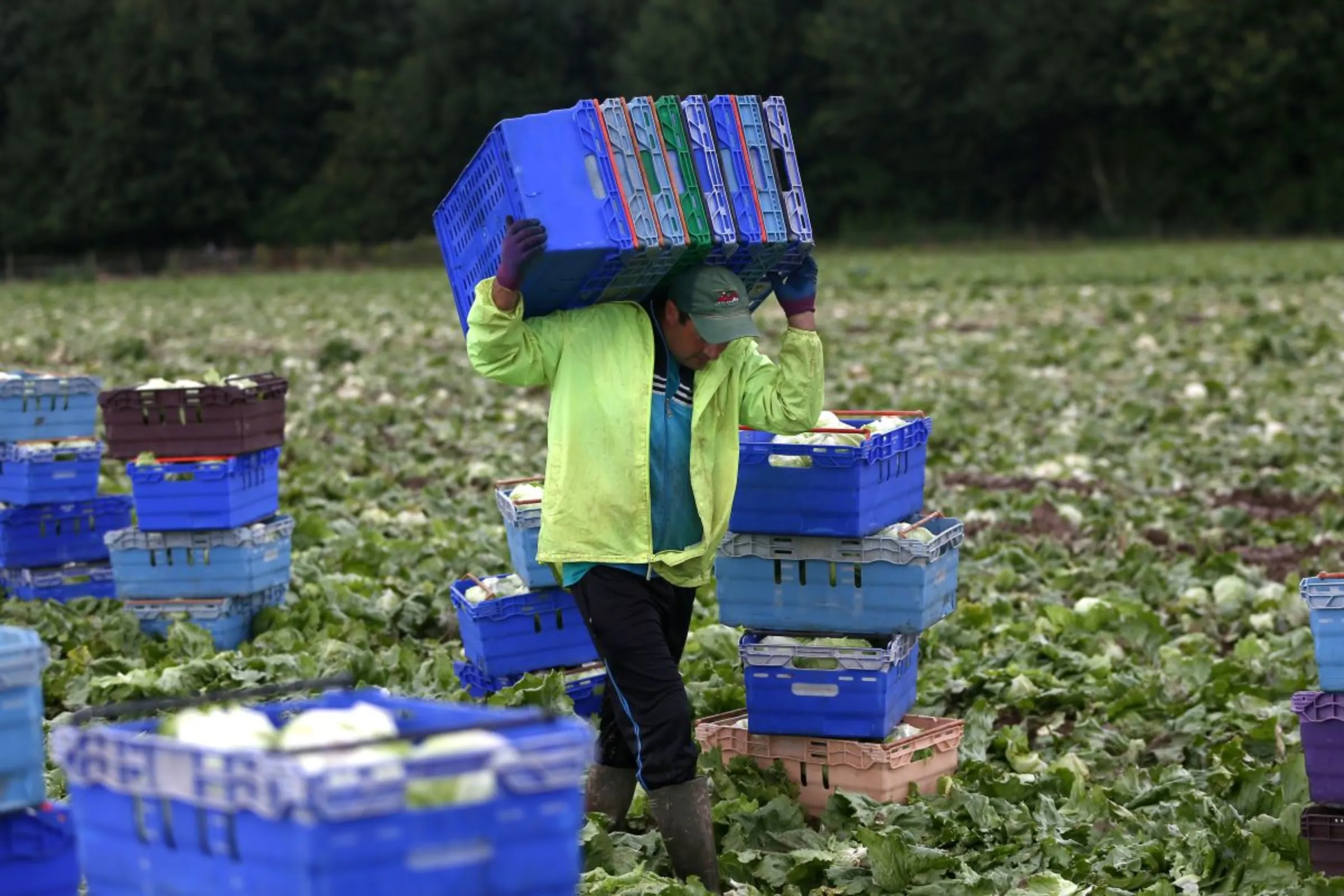 A migrant worker carries boxes at a farm in Kent, Britain July 24, 2017