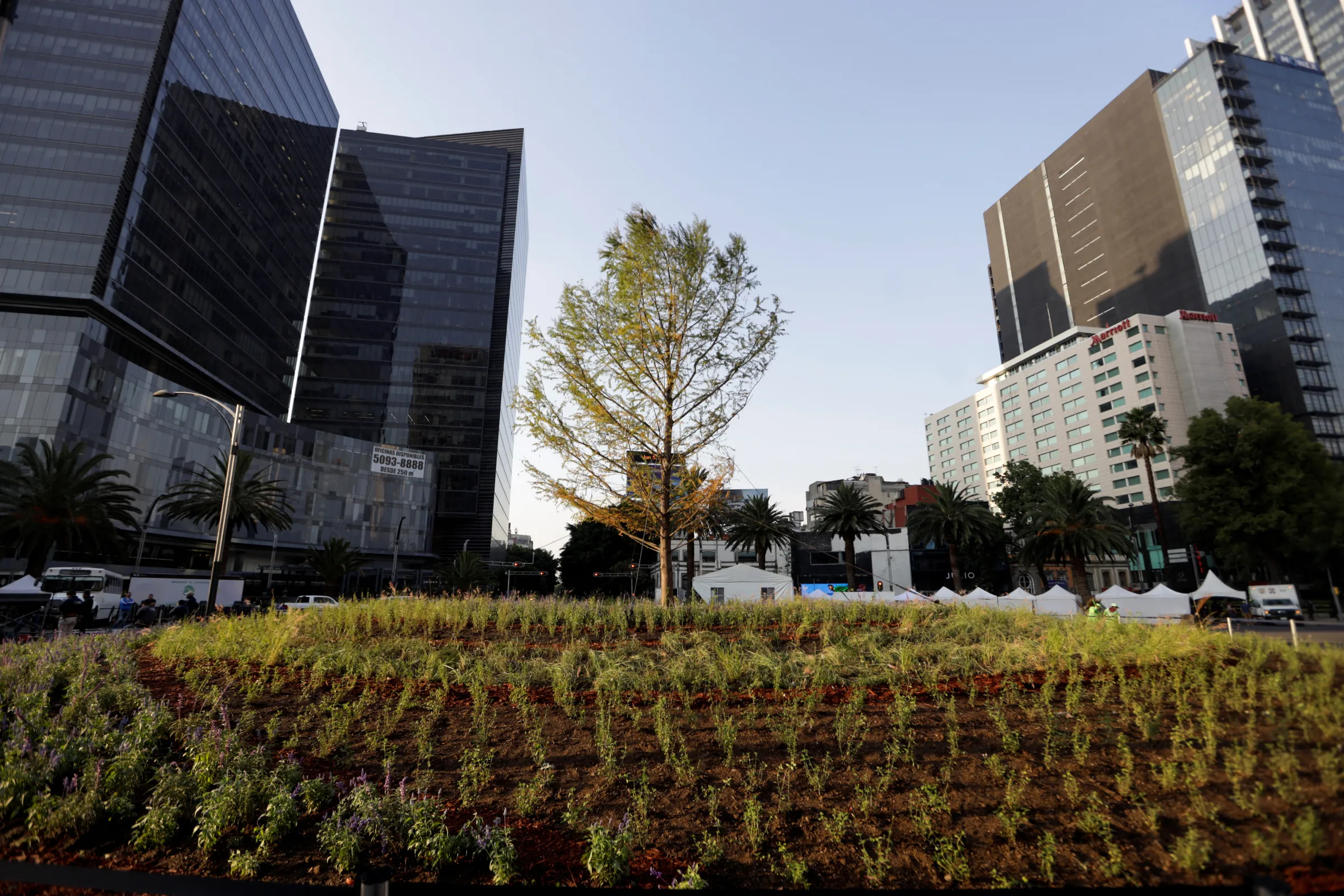 A native Ahuehuete tree (commonly known as Montezuma bald cypress) that replaces the iconic palm tree, which was chopped down due to a fungus plague affecting thousands of palm trees in the capital, at a roundabout on Reforma Avenue in Mexico City, Mexico June 5, 2022. REUTERS/Luis Cortes