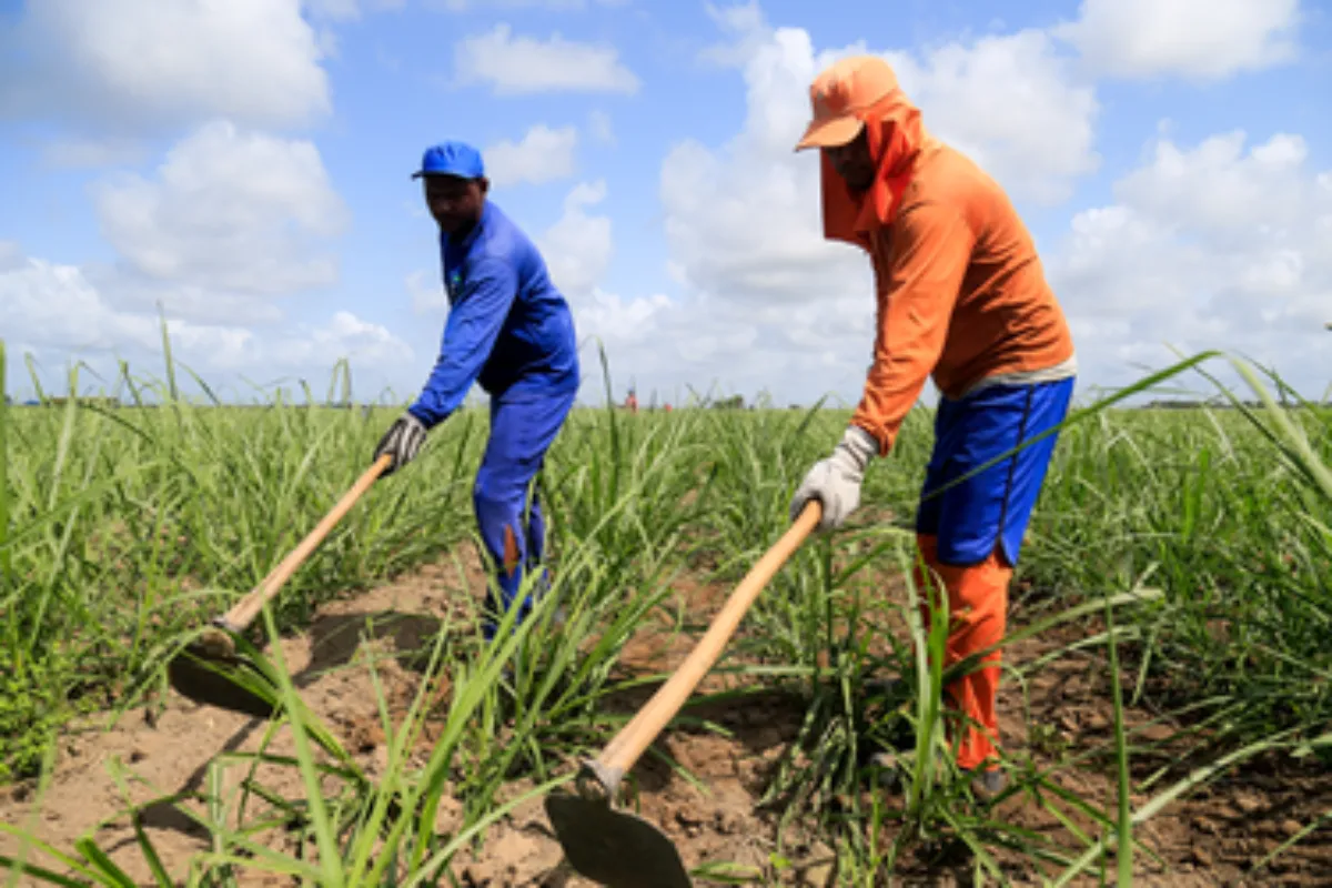 Workers till the ground at a sugarcane plantation near Maceio, Brazil, on September 27, 2021. Thomson Reuters Foundation/Ailton Cruz
