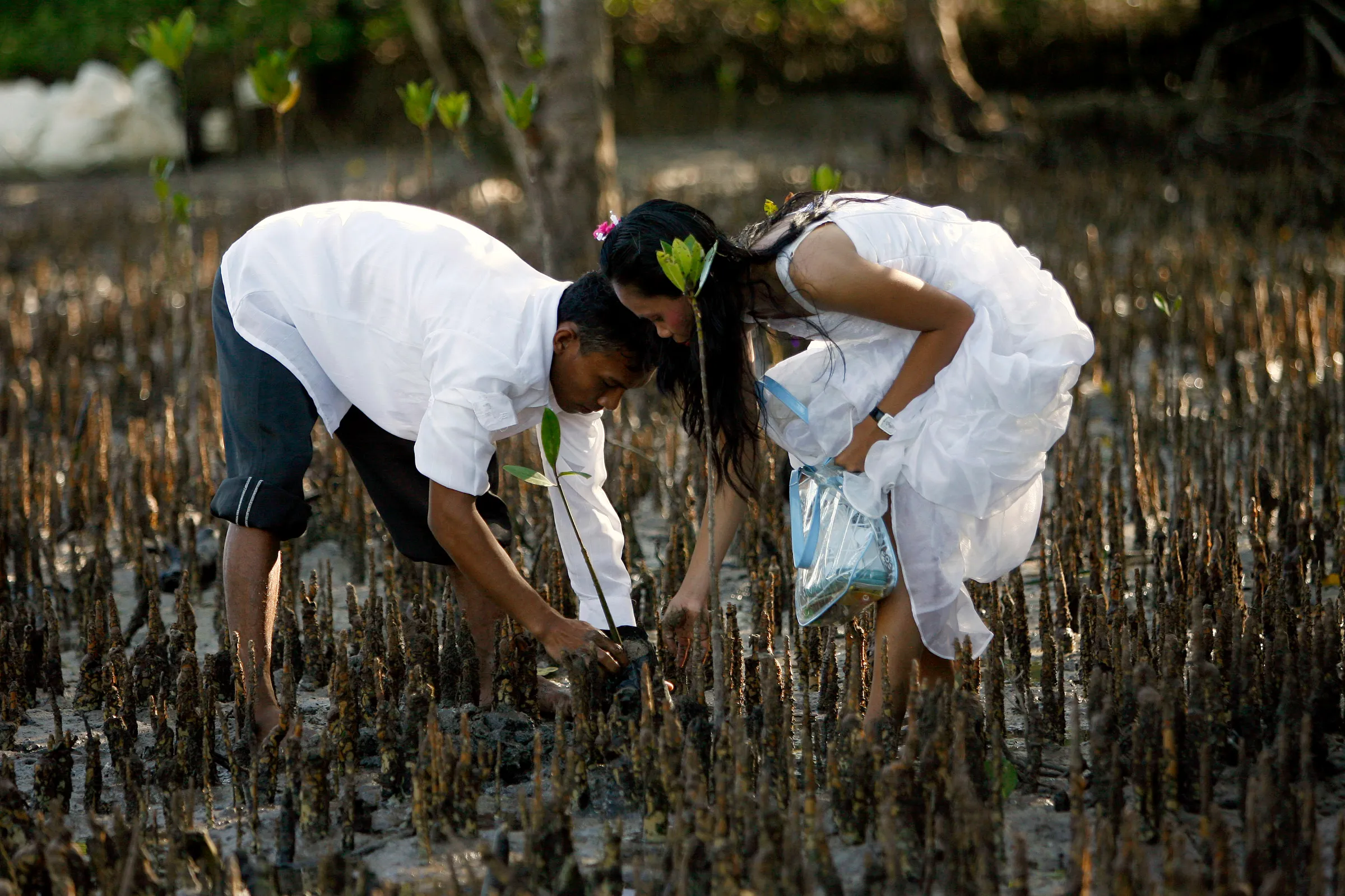 A couple plants a mangrove tree in San Jose town, Palawan province, western Philippines, February 14, 2010. REUTERS/Romeo Ranoco