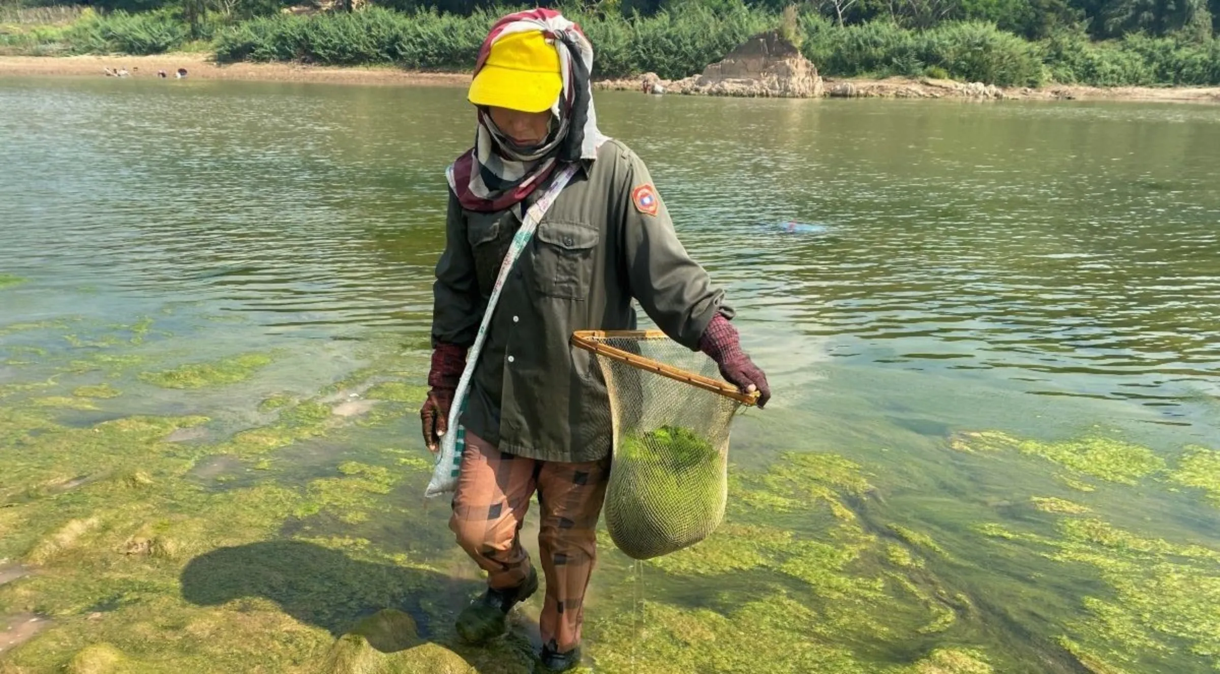 Kam Thon harvests river weed, or khai, in the Mekong River along the Thai-Laos border. February 6, 2023. Thomson Reuters Foundation/Rina Chandran