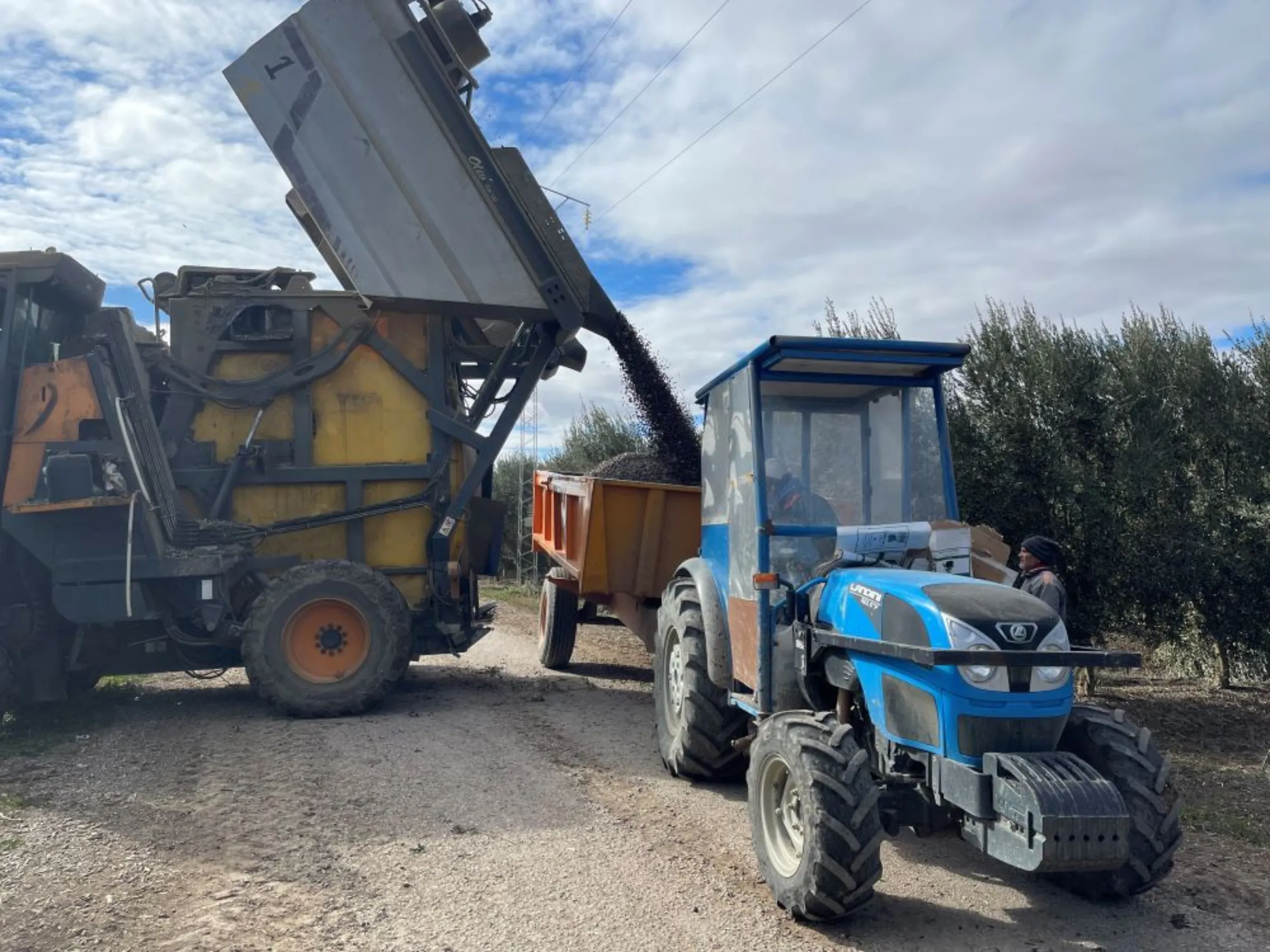 Farmers harvest olives in a farm northeastern Tunisia, January 30, 2023