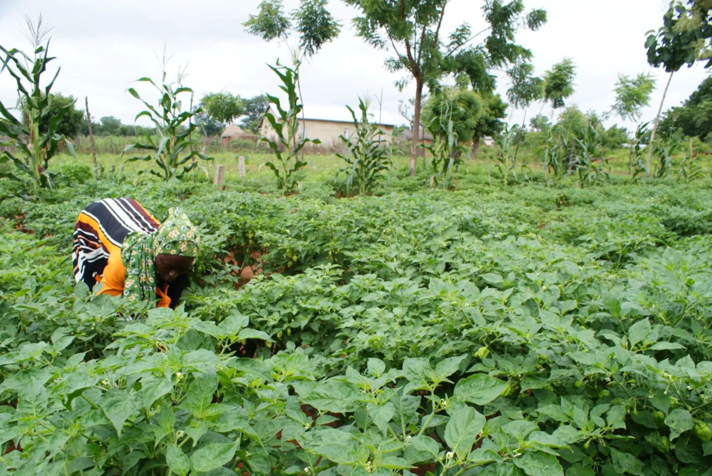 Adam Fuseina works on her farm in Nafaring village, northern Ghana,  October 8, 2021. Thomson Reuters Foundation/Kagondu Njagi