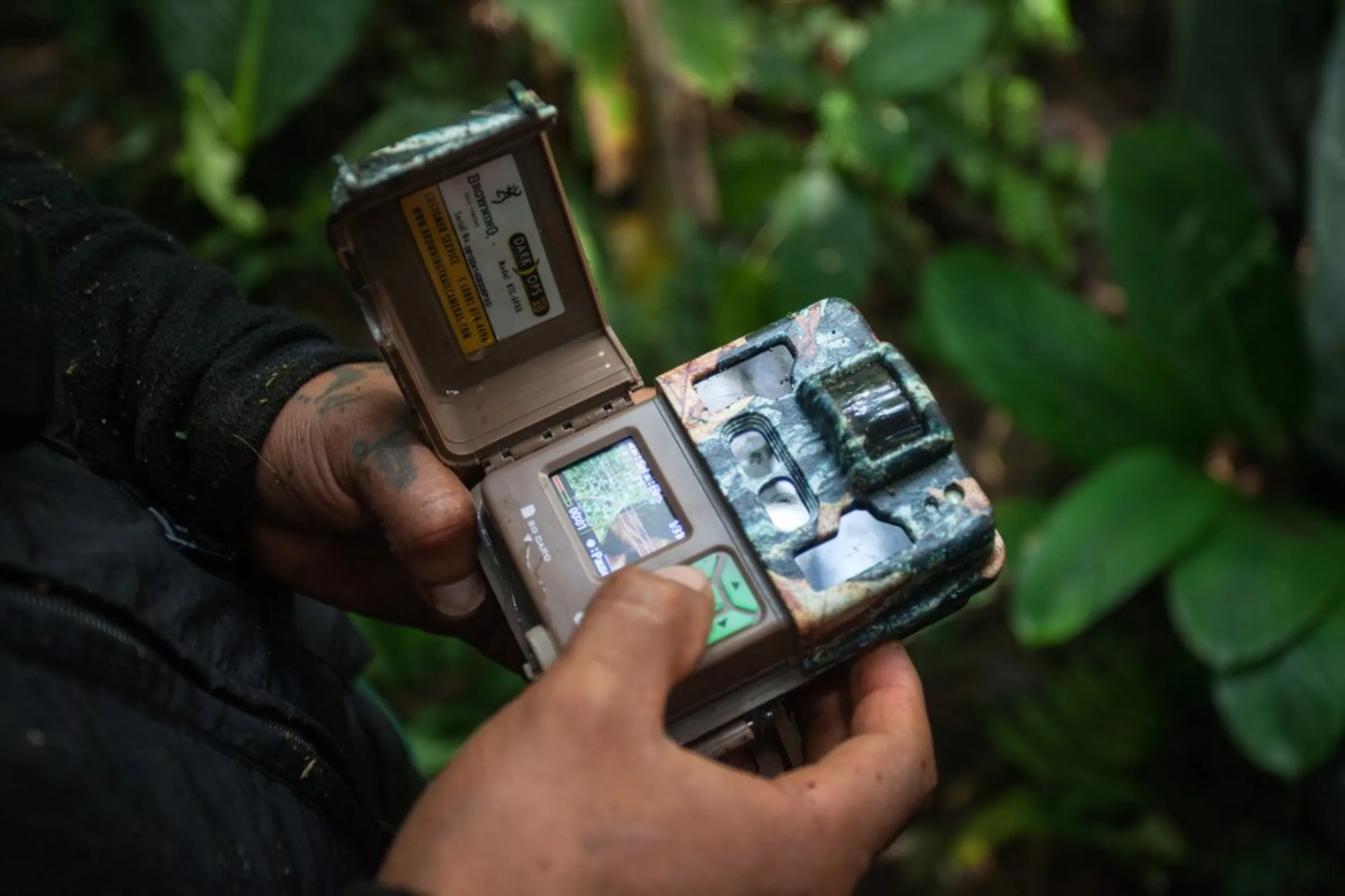 A Cofan indigenous guard shows off a camouflaged camera, which the group attaches to trees in the Amazon rainforest near Sinangoe, Ecuador, to record footage of trespassing illegal gold miners, on April 21, 2022. The Cofan prohibit gold mining across their land covering 32,000 hectares (79,000 acres)