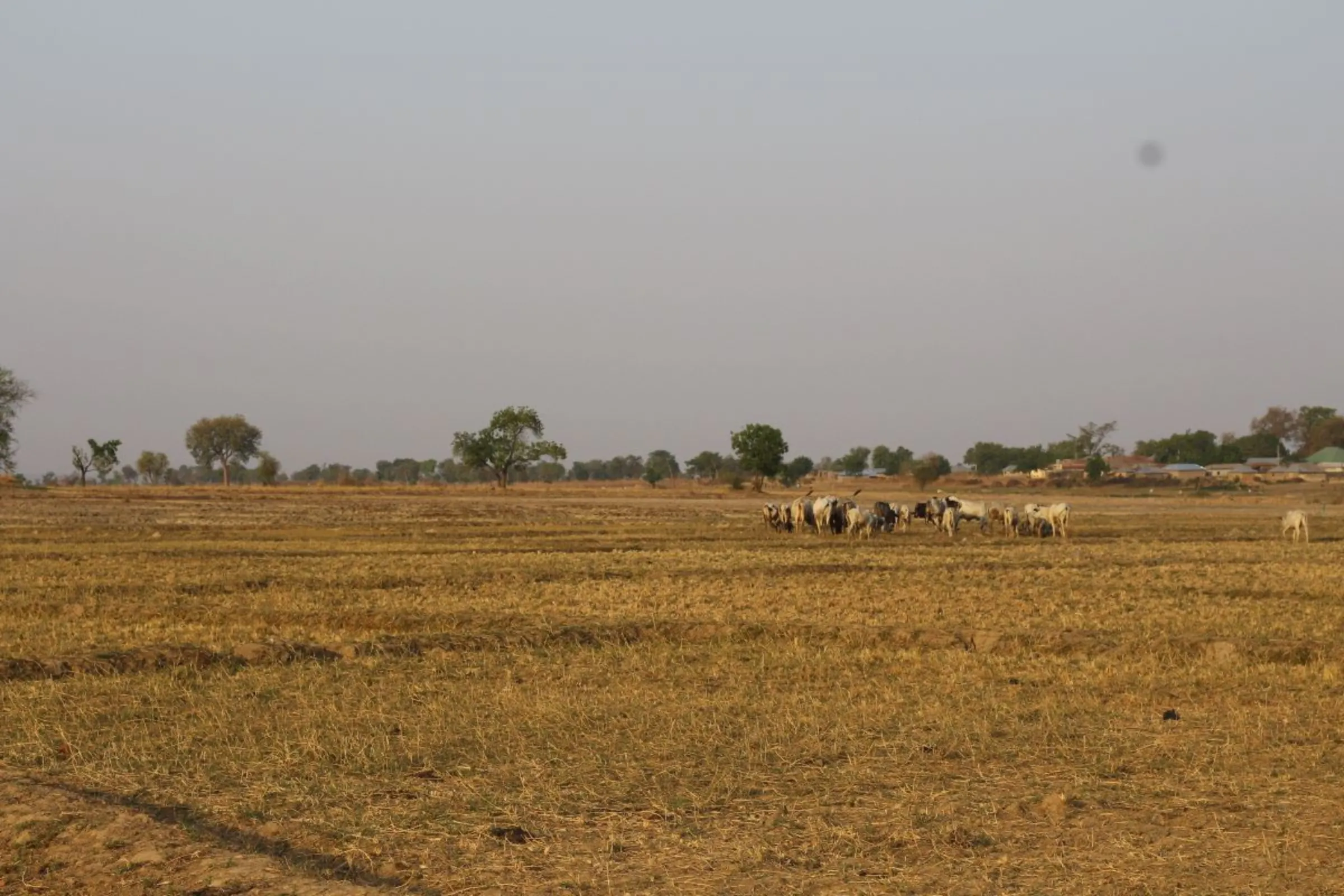 Empty rice fields in Sosa, Niger, Nigeria, on March 15, 2023. Bukola Adebayo/Thomson Reuters Foundation.
