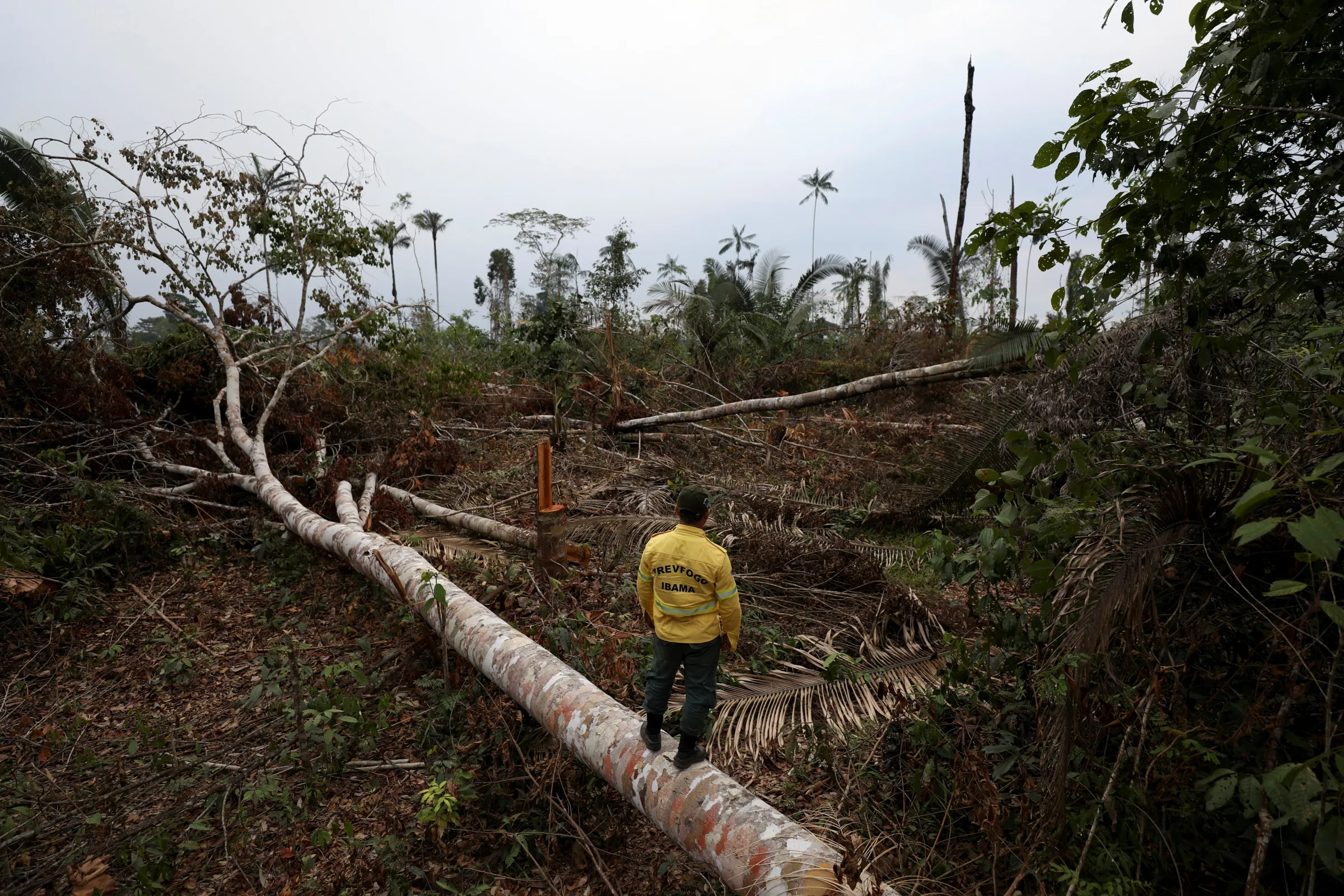 A man stands on a fallen tree in the middle of a deforested plot