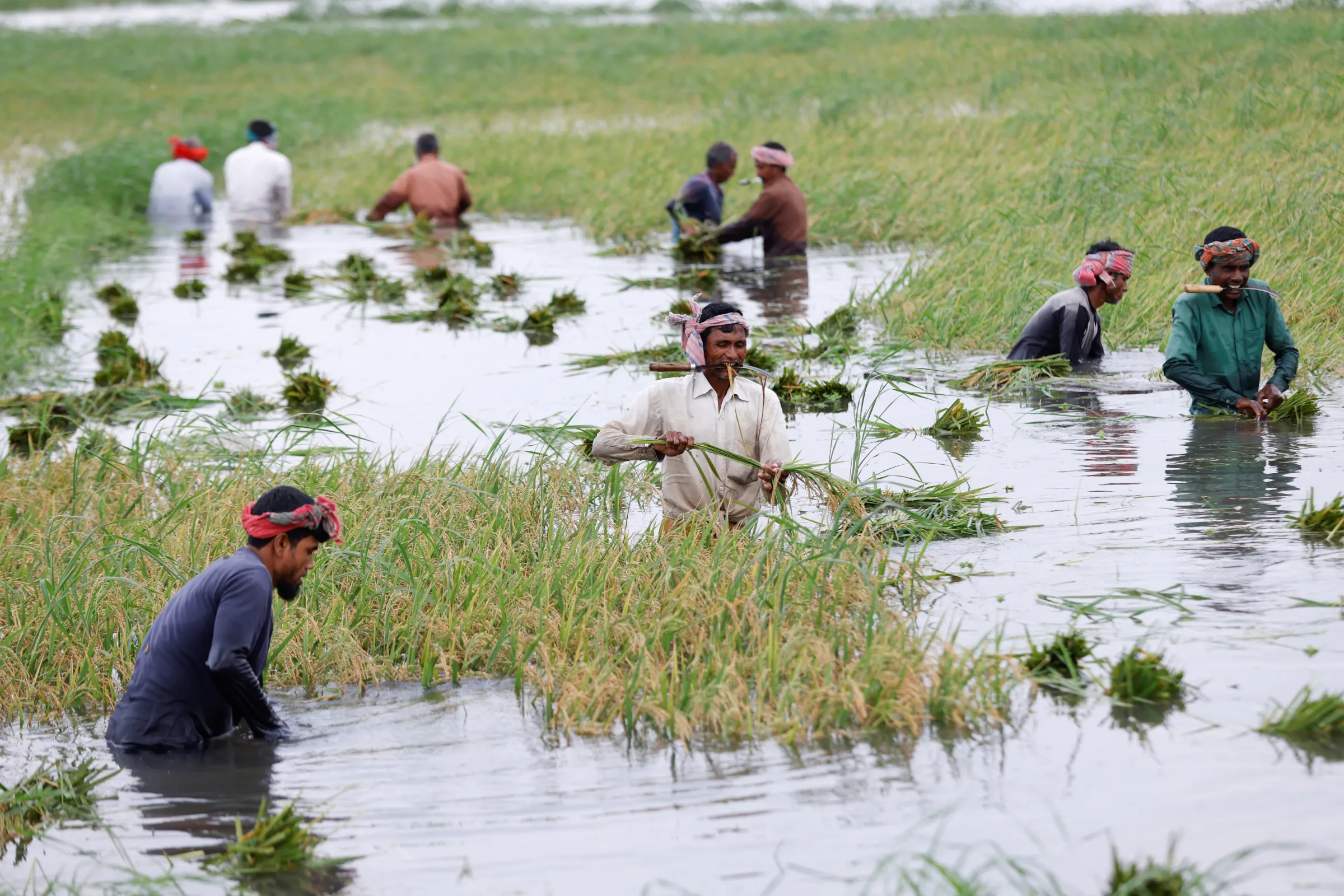 Workers harvest paddy from a flooded field in Bangladesh