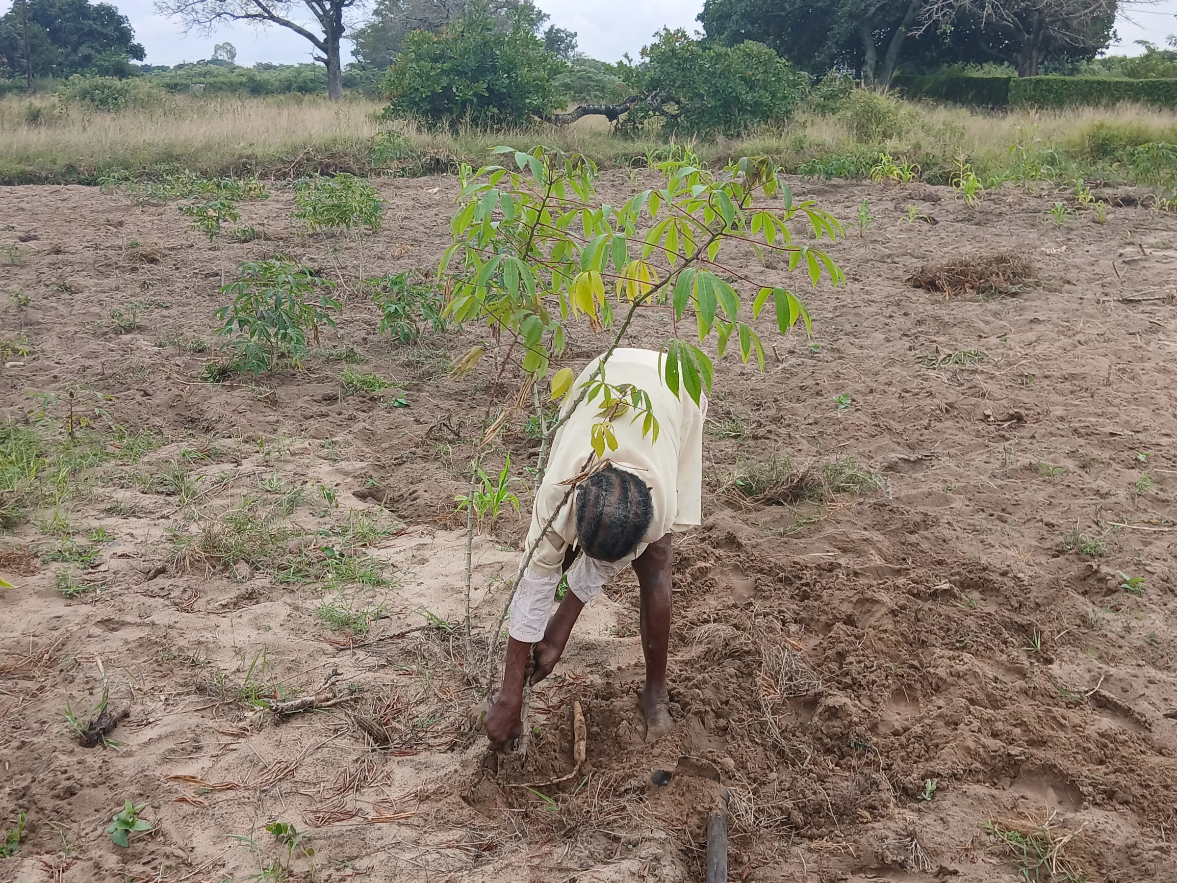Teresa Vilanculos harvests cassava for the day's meal in a small field next to her house in Bobole, Mozambique. May 16, 2025. Thomson Reuters Foundation/Samuel Come
