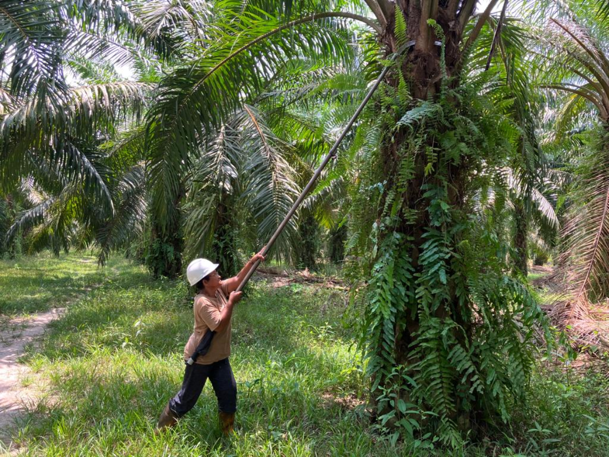 Could EU law to save rainforest destroy palm oil farmers? | Context