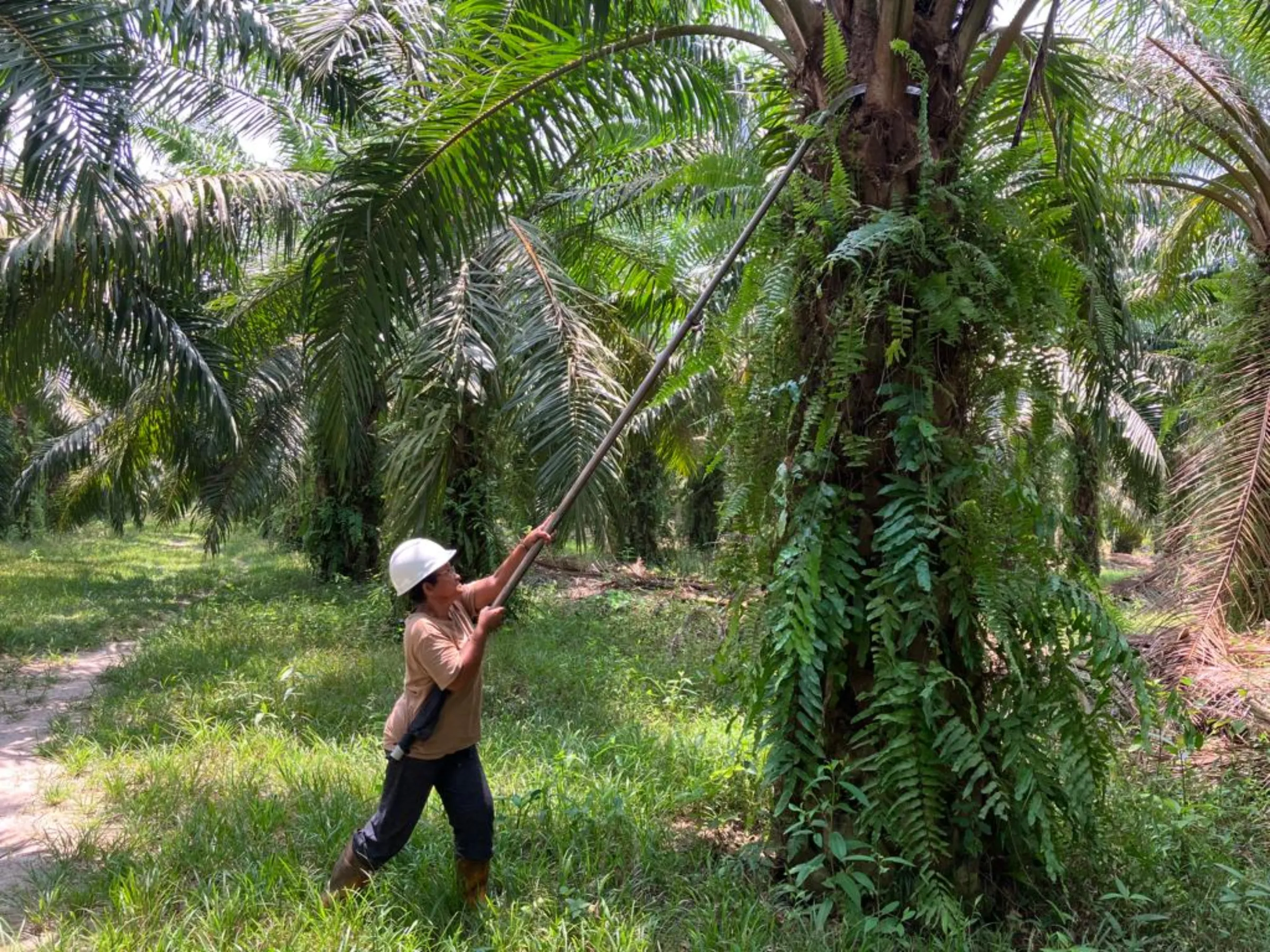 What do Indonesians really think about palm oil?, News