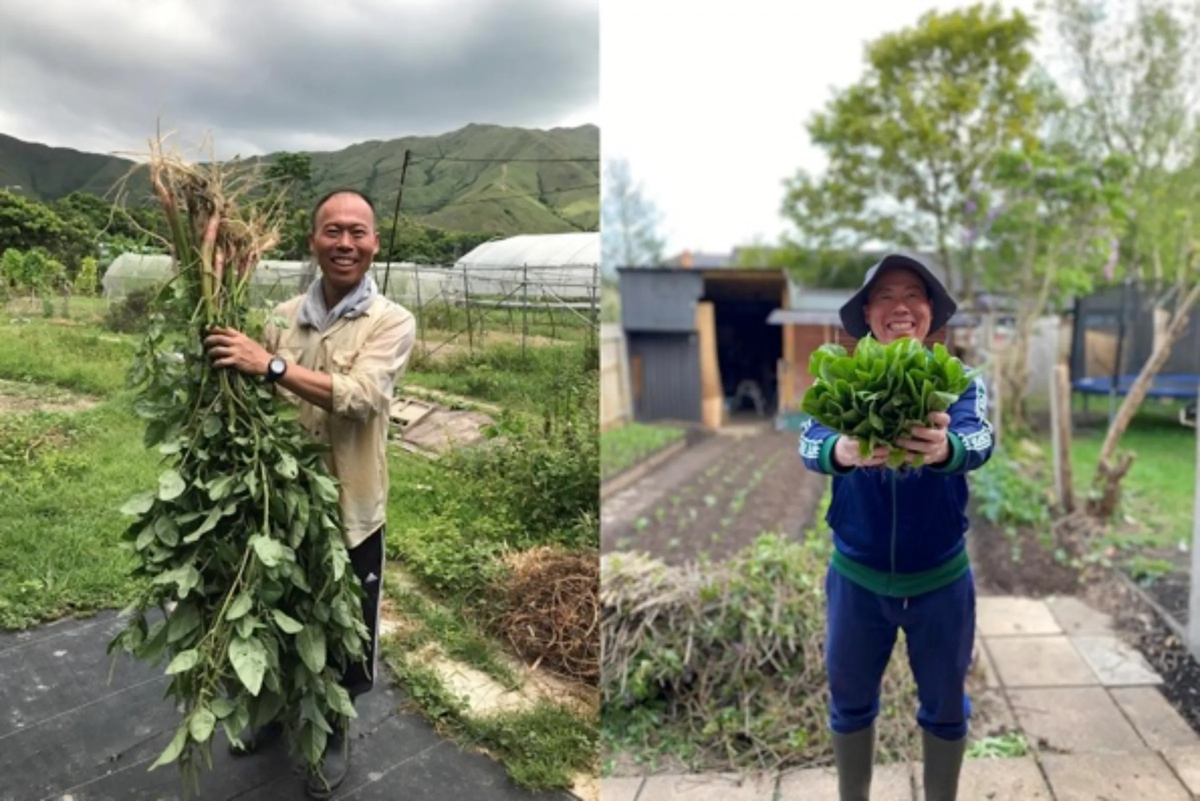 Yu-wing Wong holds Chinese spinach at his farm in the New Territories, Hong Kong in 2020 and on the left is seen holding choi sum in his garden in New Malden, London in 2022. Handouts via Thomson Reuters Foundation