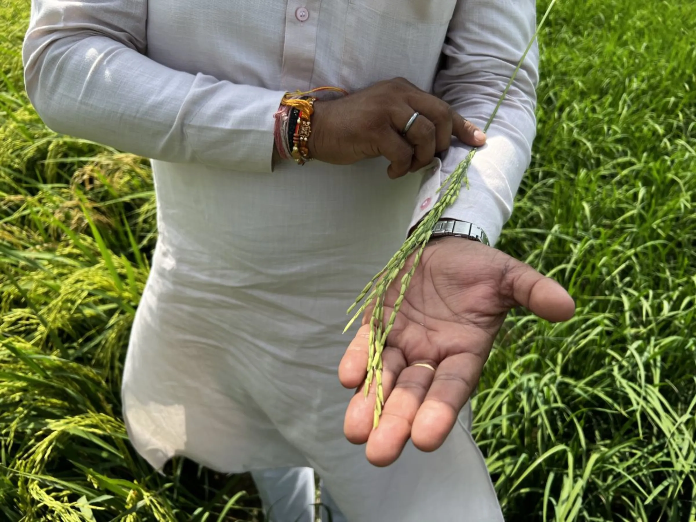 Jitendra Singh displays a rice stem on his farm where he uses green practices, which he says have improved his yields and will earn him carbon credits, in Karnal district, Haryana state, India, September 1, 2023. Thomson Reuters Foundation/Bhasker Tripathi