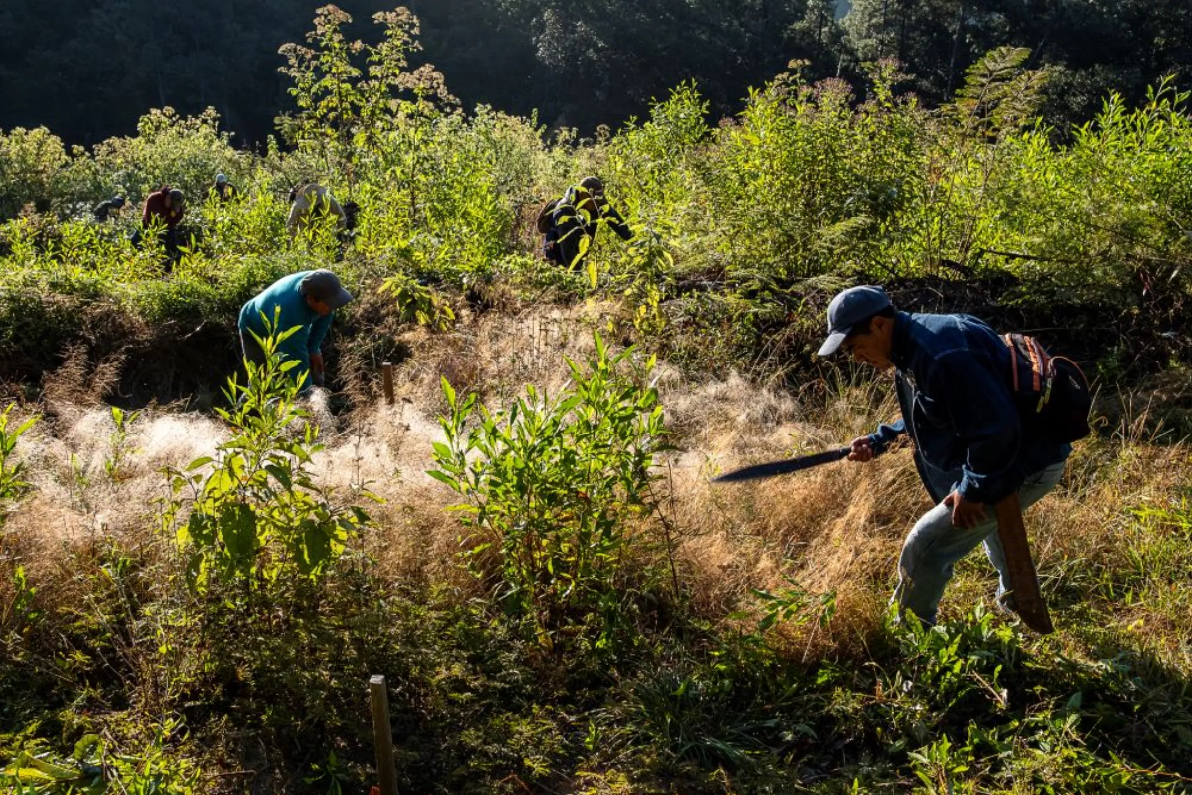 Men hold machetes to cut the plants that do not allow young pine trees to grow in the forest near Capulálpam de Mendéz, Mexico, December 11, 2022. Thomson Reuters Foundation/Noel Rojo