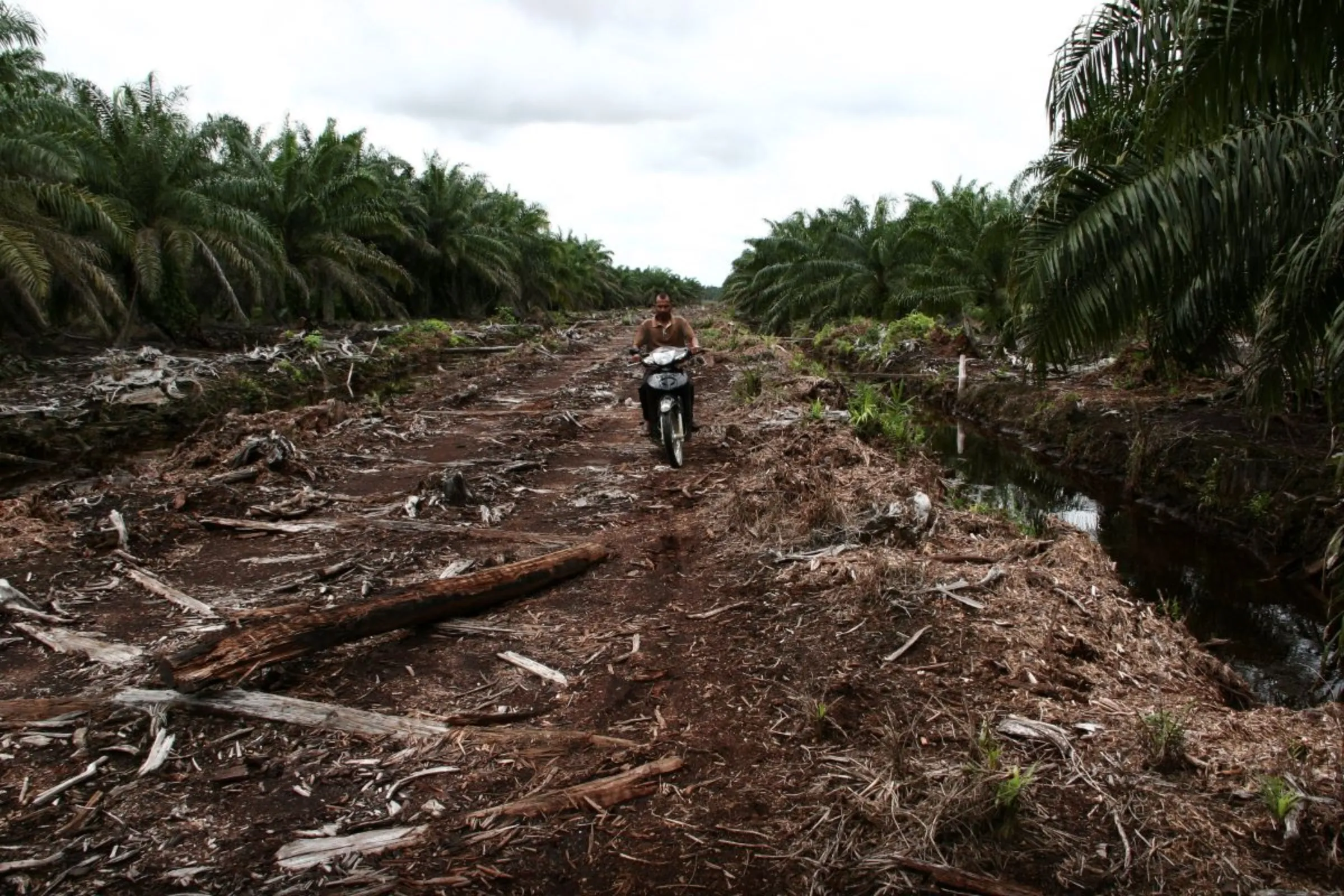 A villager rides a motorcycle on the PT Kallista Alam palm oil plantation in Darul Makmur district in Nagan Raya, in Indonesia's Aceh province December 18, 2011. REUTERS/Roni Bintang