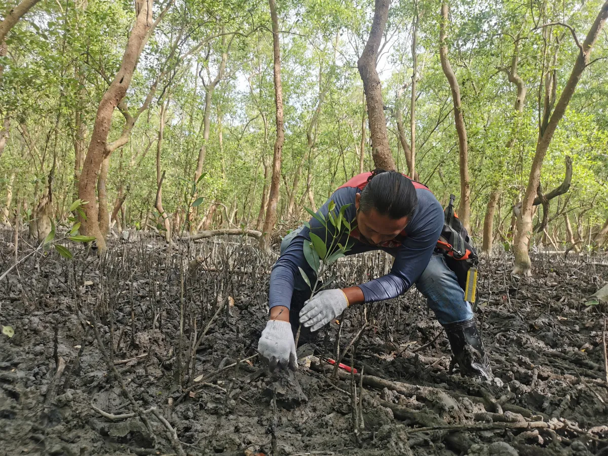 A man is bent over planting a sapling in a forest