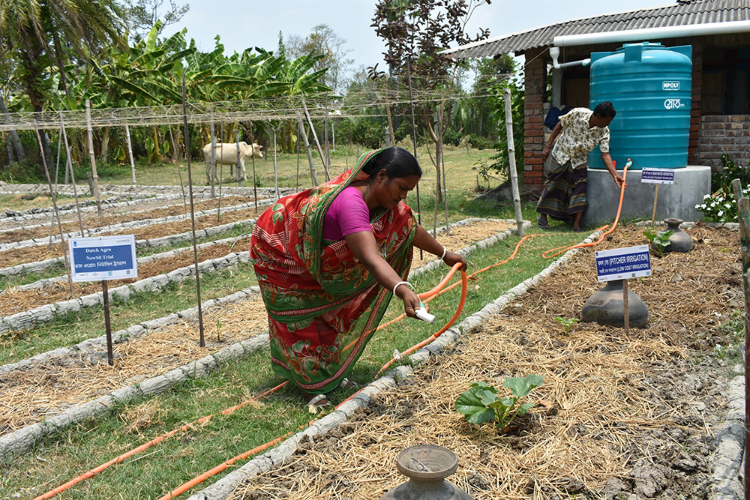 Farmer Rita Bashar and her husband, Monoronjon, fill clay pitchers for drip irrigation with harvested rainwater. Rachel Parsons/Thomson Reuters Foundation