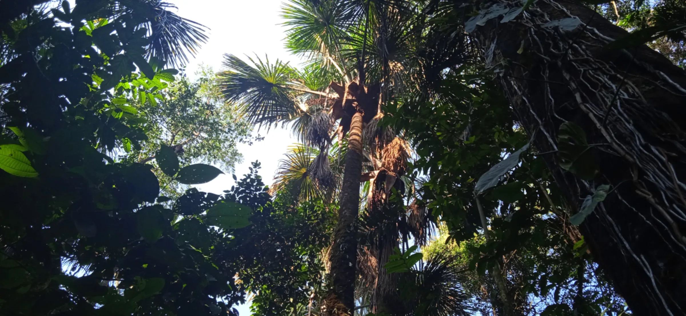Canangucha palm trees in an Inga indigenous rainforest reserve from which oil can be extracted and used by cosmetic companies, Putumayo, Colombia. February 3, 2023
