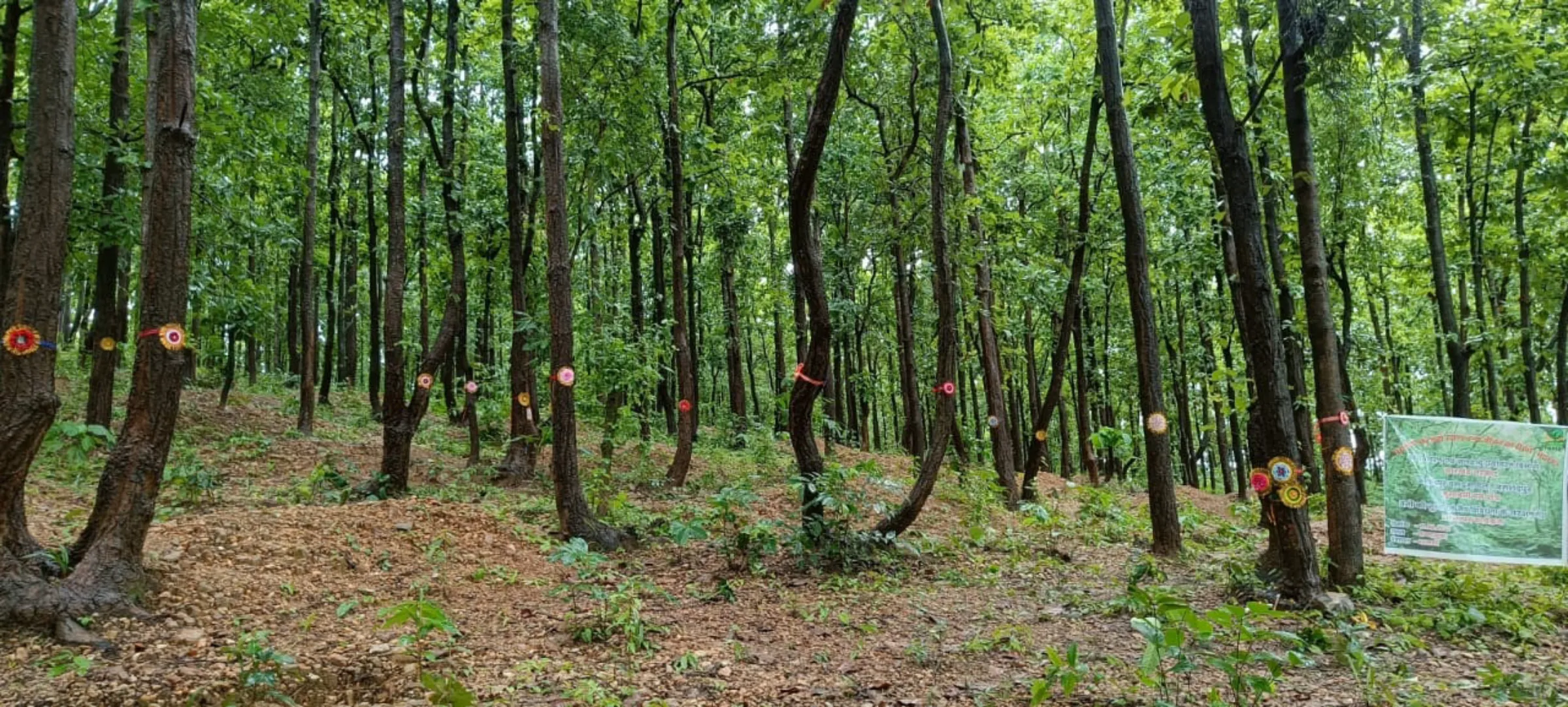 Part of the consecrated forest in Lukaiya village, where locals hold an annual festival and vow to protect the trees, in Jharkhand state, India, Aug. 28, 2022. Thomson Reuters Foundation / Sanjeev Kumar
