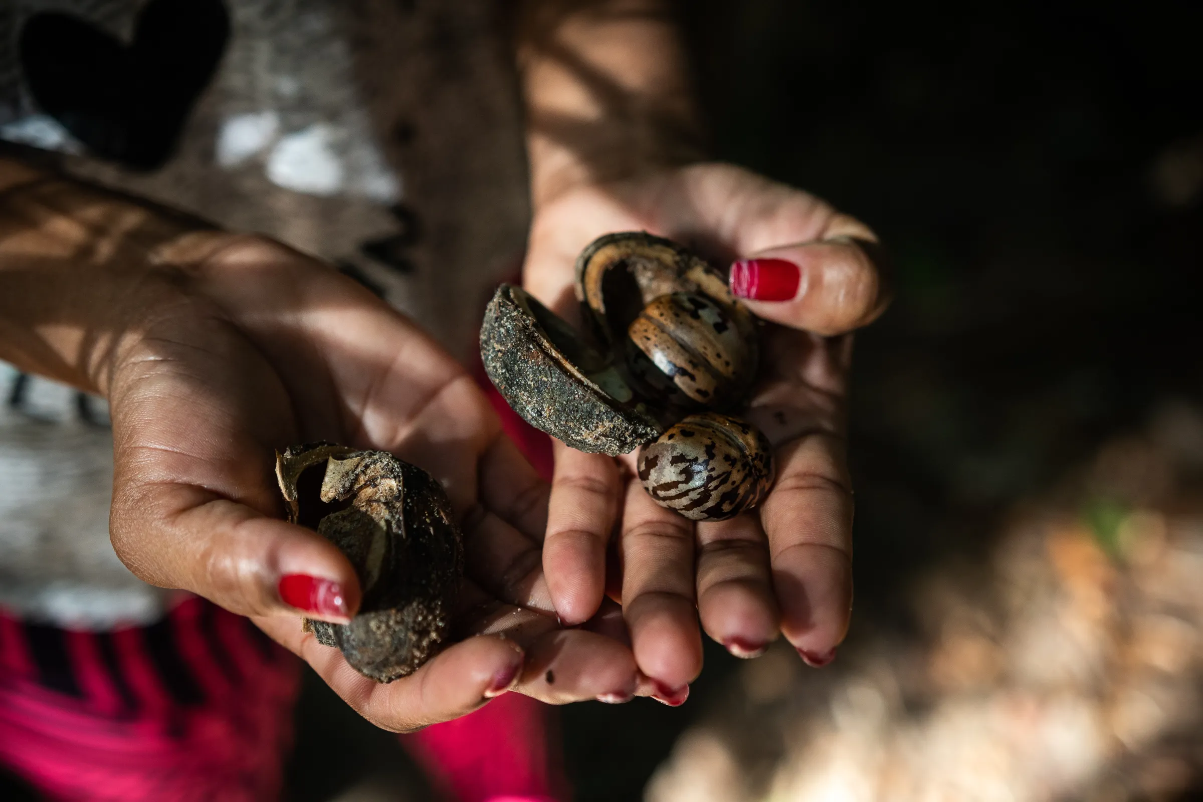 Corina Magno holds seeds from the rubber trees her father has planted over decades in Pará, Brazil, January 17, 2023. Thomson Reuters Foundation/Cícero Pedrosa Neto