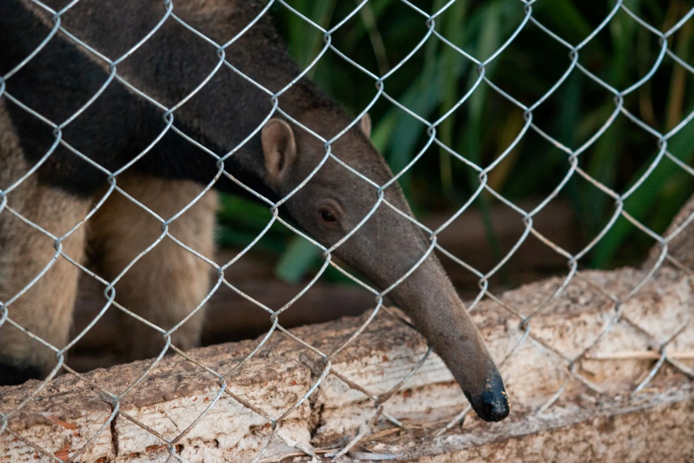 Giant anteater sticks its snout through chain linked fence in rural Aquidauana, Mato Grosso do Sul state, Brazil, September, 15, 2022. Thomson Reuters Foundation/Henrique Kawaminami