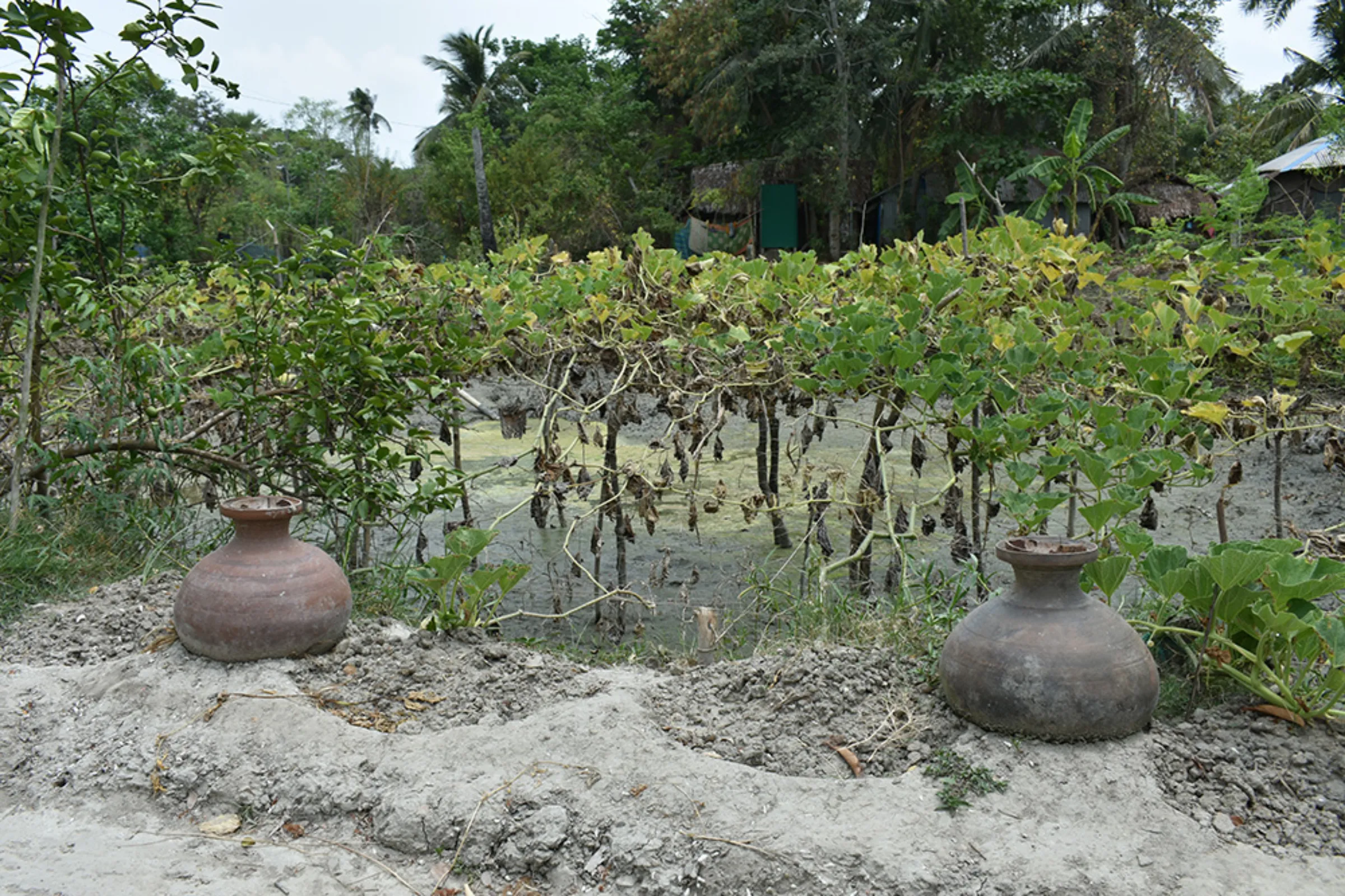 A low-cost pitcher irrigation network helps farmers such as Rita Bashar keep crops alive through droughts. Rachel Parsons/Thomson Reuters Foundation
