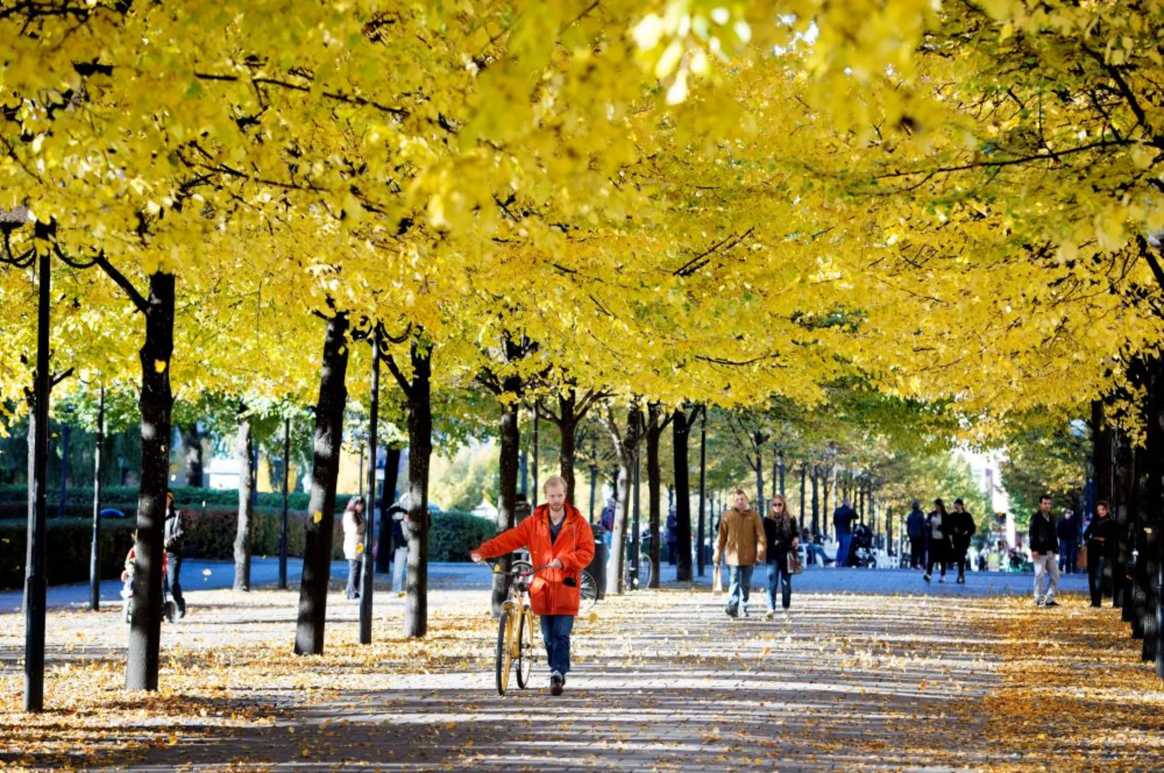 A man pushes his bicycle on a sunny autumn day down a tree-lined street in Stockholm October 13, 2013