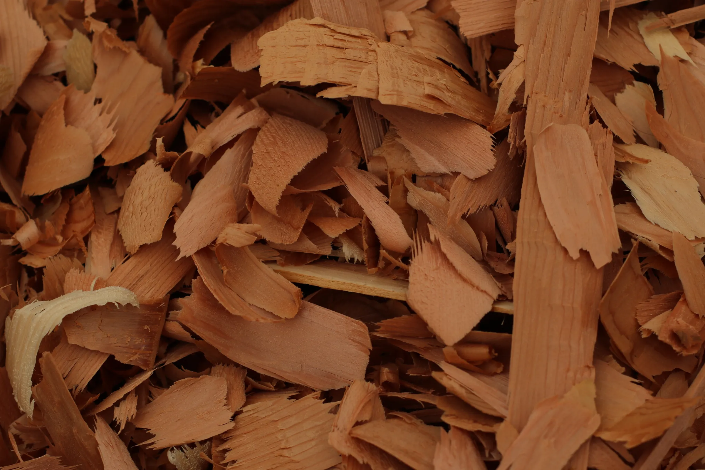 Fragrant cedar shavings from a traditional carving workshop in Old Massett, a village in the north of Haida Gwaii on Graham Island, Canada. July 23, 2024. Thomson Reuters Foundation/Jack Graham