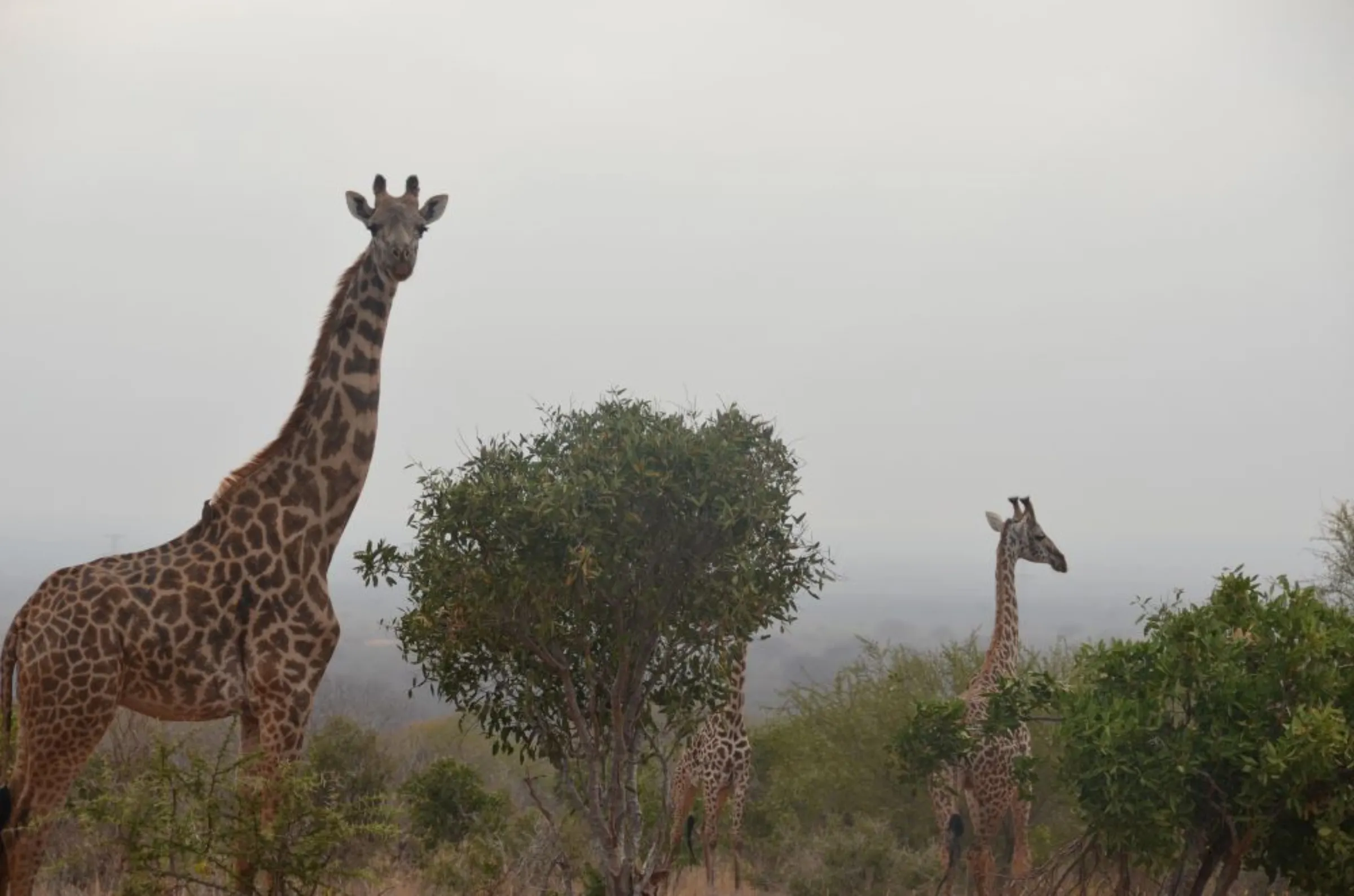 Giraffes cross the Kasigau Redd+ project in Kenya. February 2023