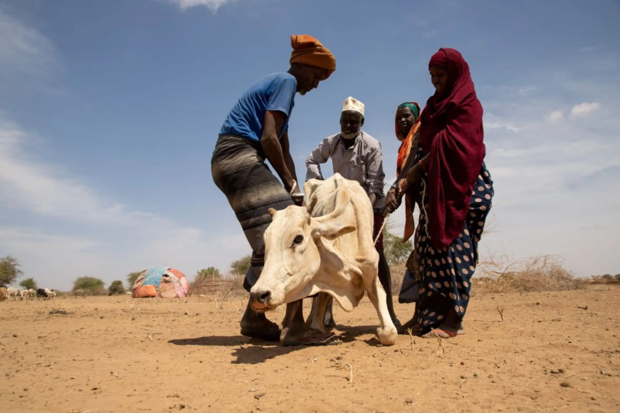 Residents attempt to assist a cow affected by the effects of the drought situation in Adadle district, Biyolow Kebele in Somali region of Ethiopia, in this undated handout photograph. Michael Tewelde/World Food Programme/Handout via REUTERS