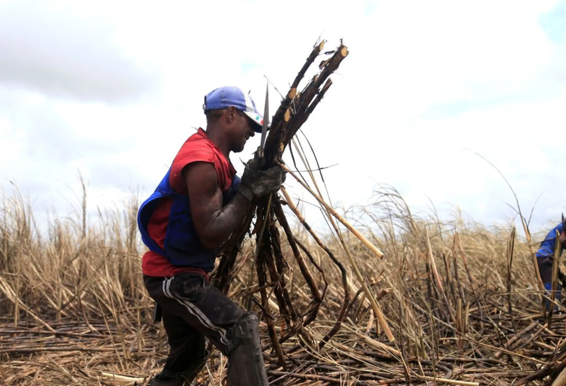 A worker harvests sugarcane in a plantation near Maceio, Brazil, on September 27, 2021