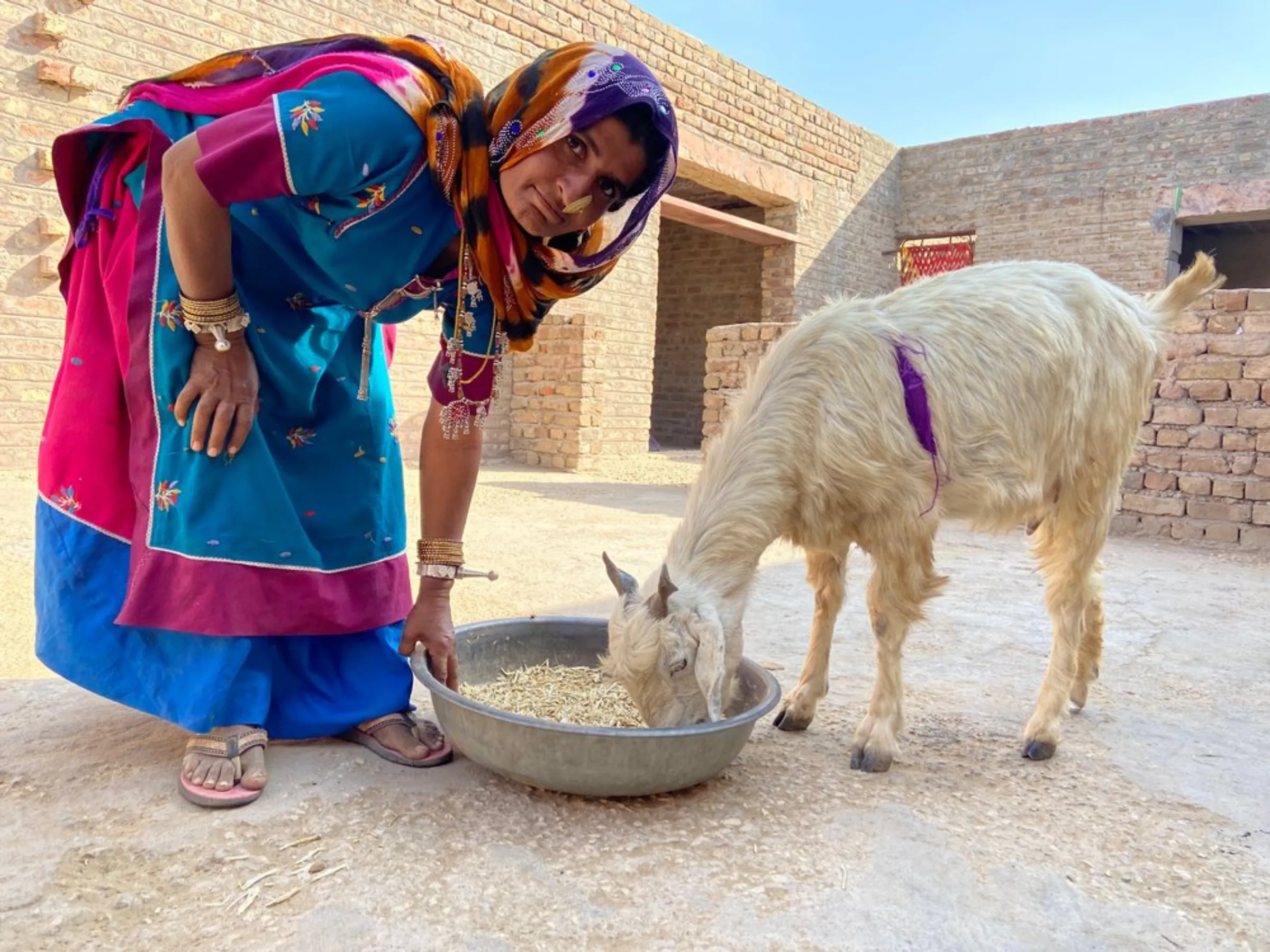 Dadda Khatoon feeds her goat in Bhadla village, Rajasthan, India, December 11, 2021